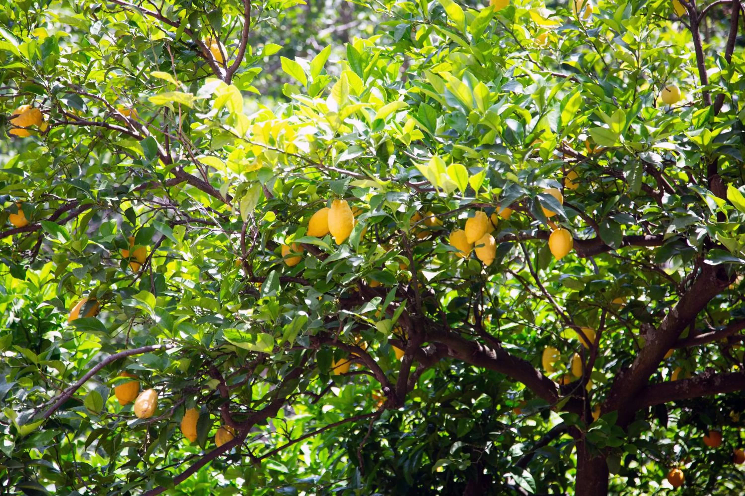 B&b L' Arancio in fiore