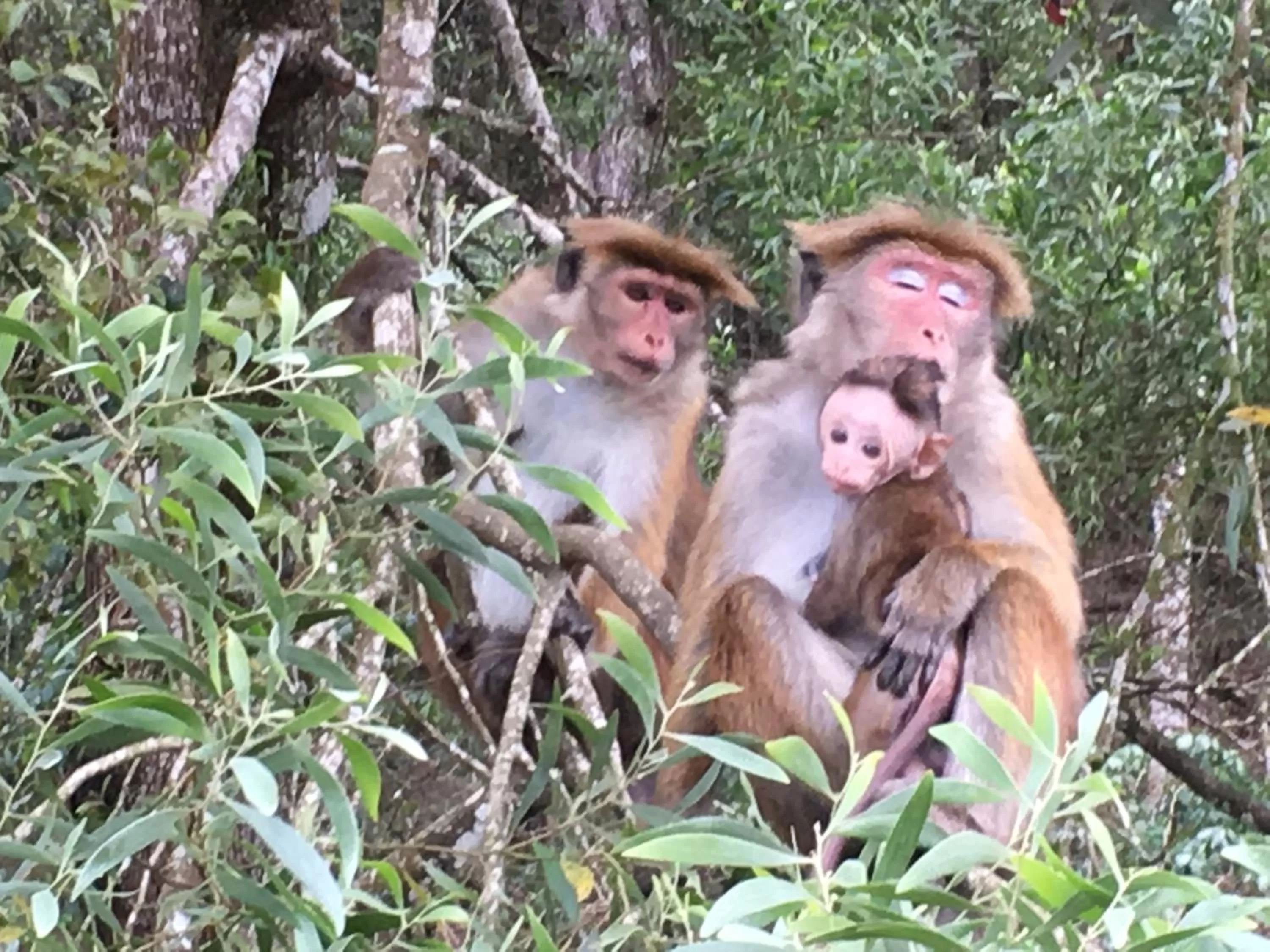 Other Animals in Golden King Guest