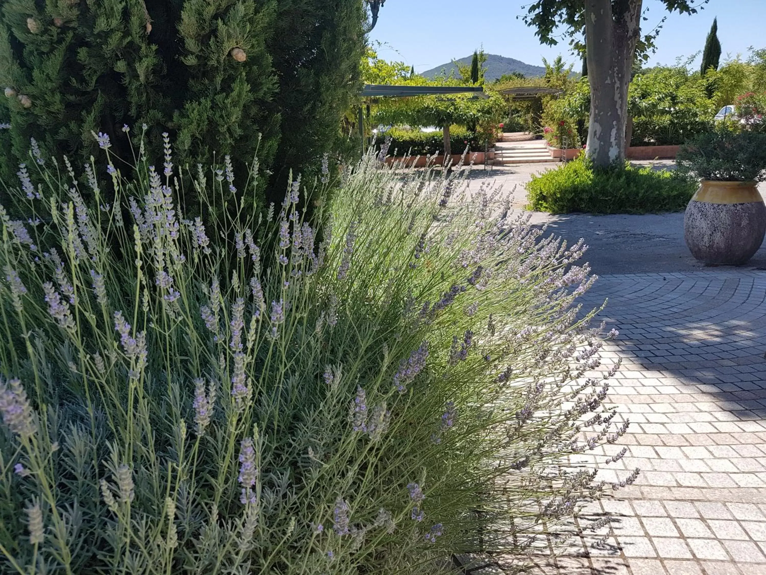 Garden in Le Mas du Lingousto