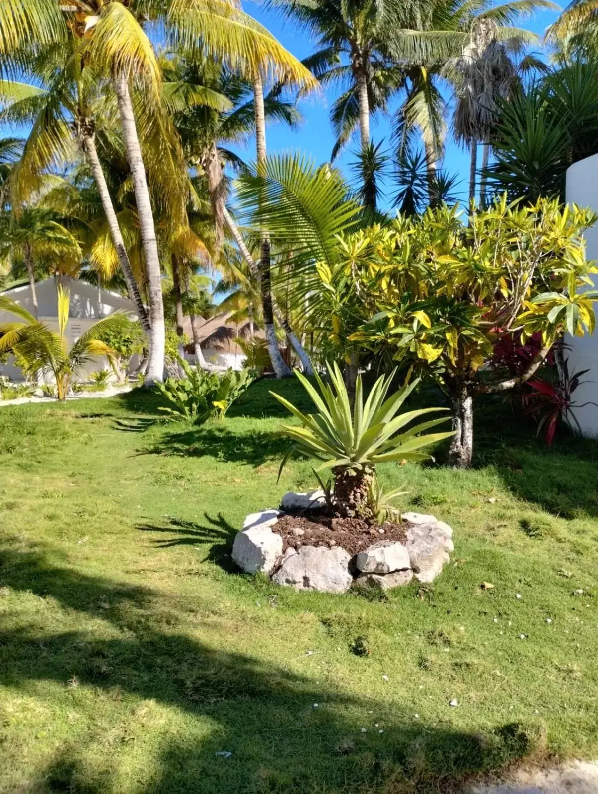 Garden view, Garden in La Diosa Tulum Resort & SPA