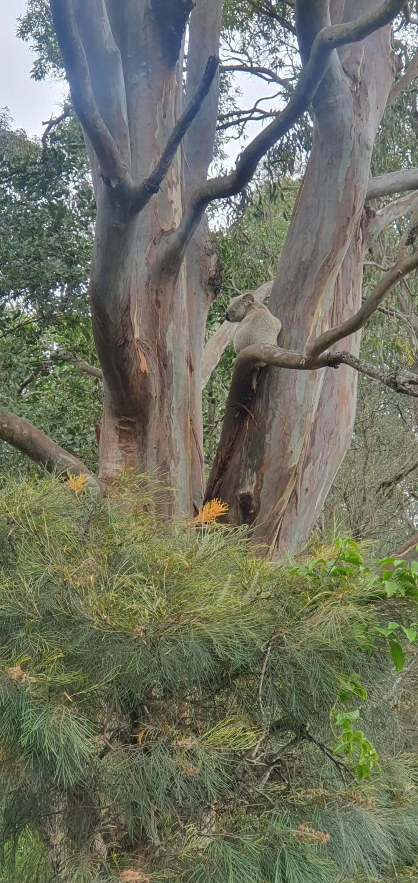 Spring in Narangba Motel (formerly Brisbane North B&B and Winery)