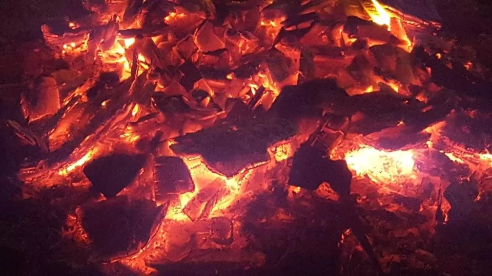 Other Animals in Shalini Excellency