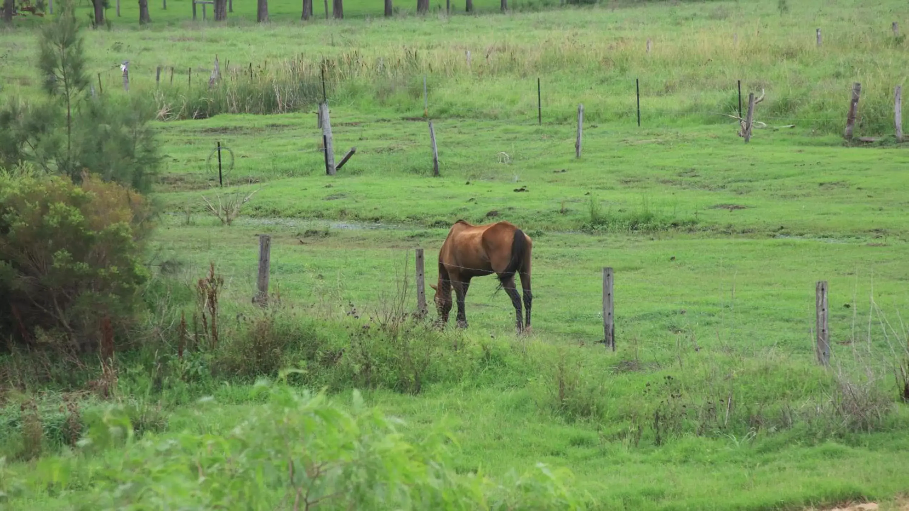 Neighbourhood, Other Animals in Andavine House - Bed & Breakfast