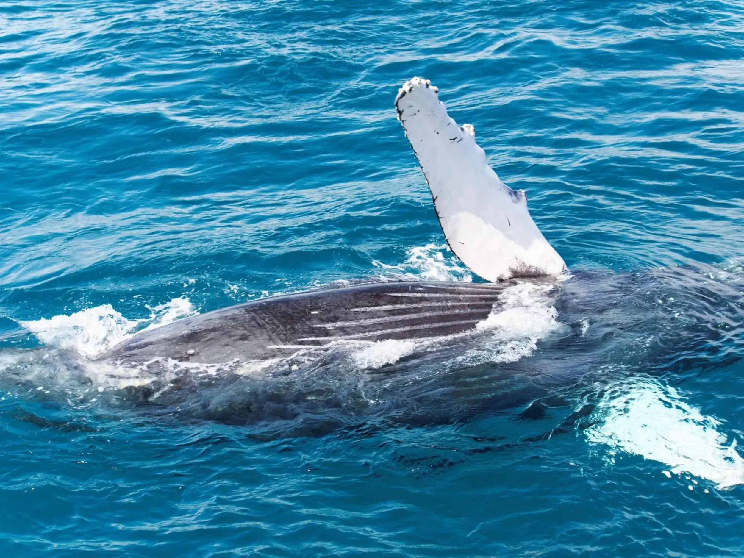 Diving, Other Animals in Pousada Casa de Maria