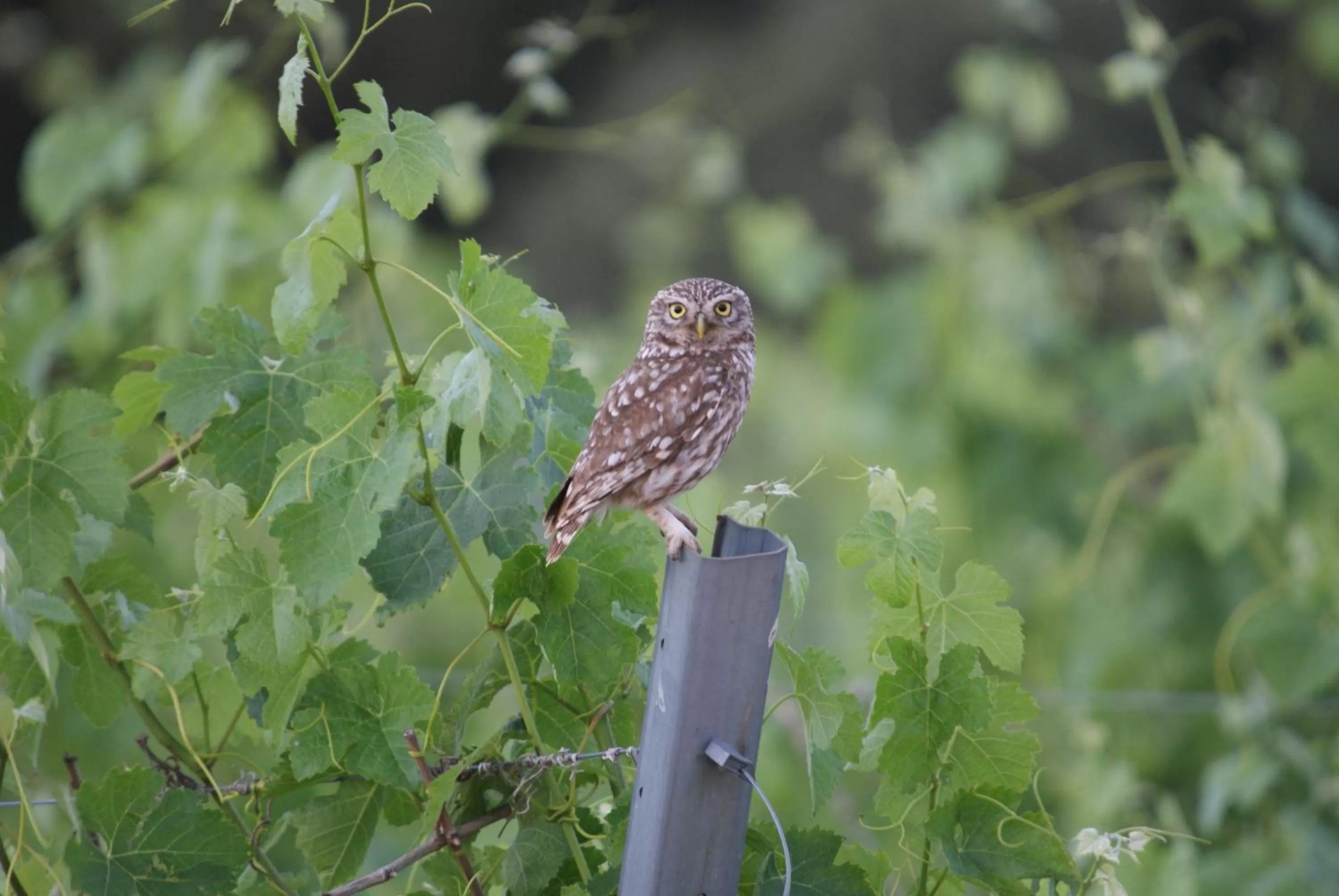 Activities in Finca El Romeral