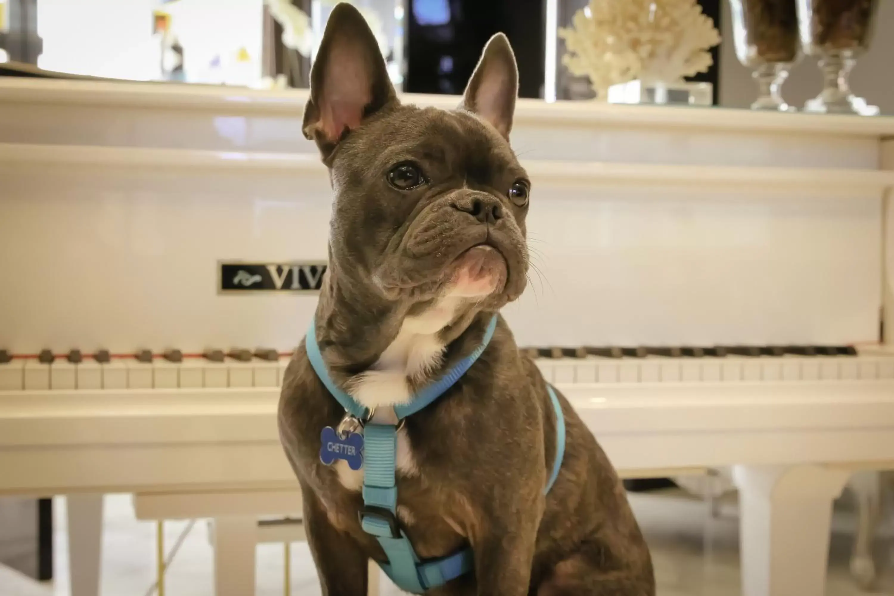 Pets in 1828 Smart Hotel Boutique