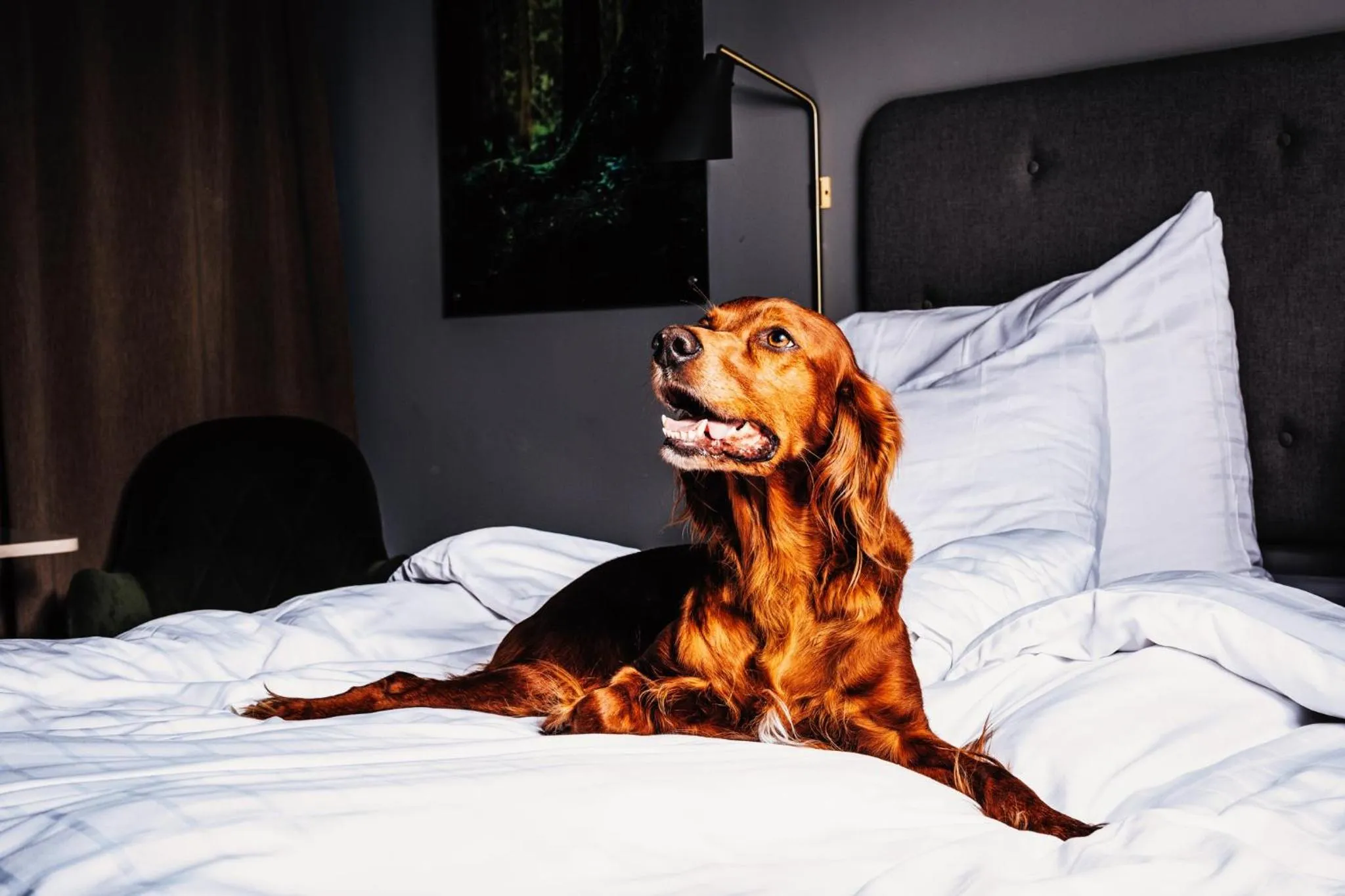 Pets, Bed in Hotell Södra Berget