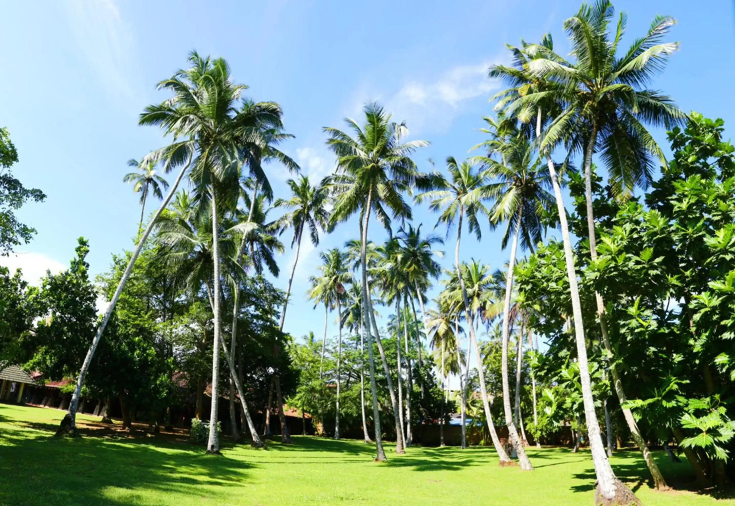 Garden in The Palms