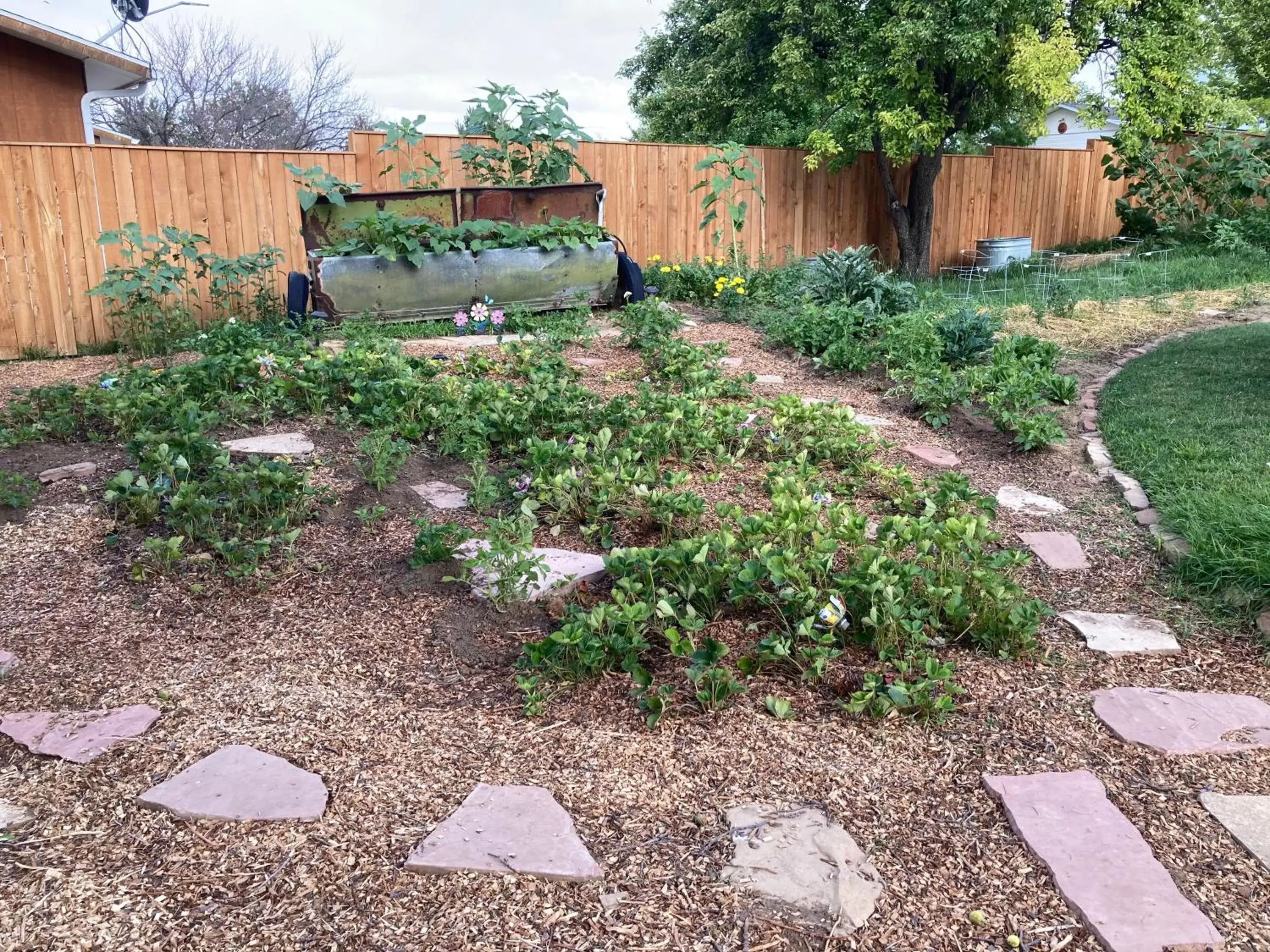 Garden in The Loubird Inn