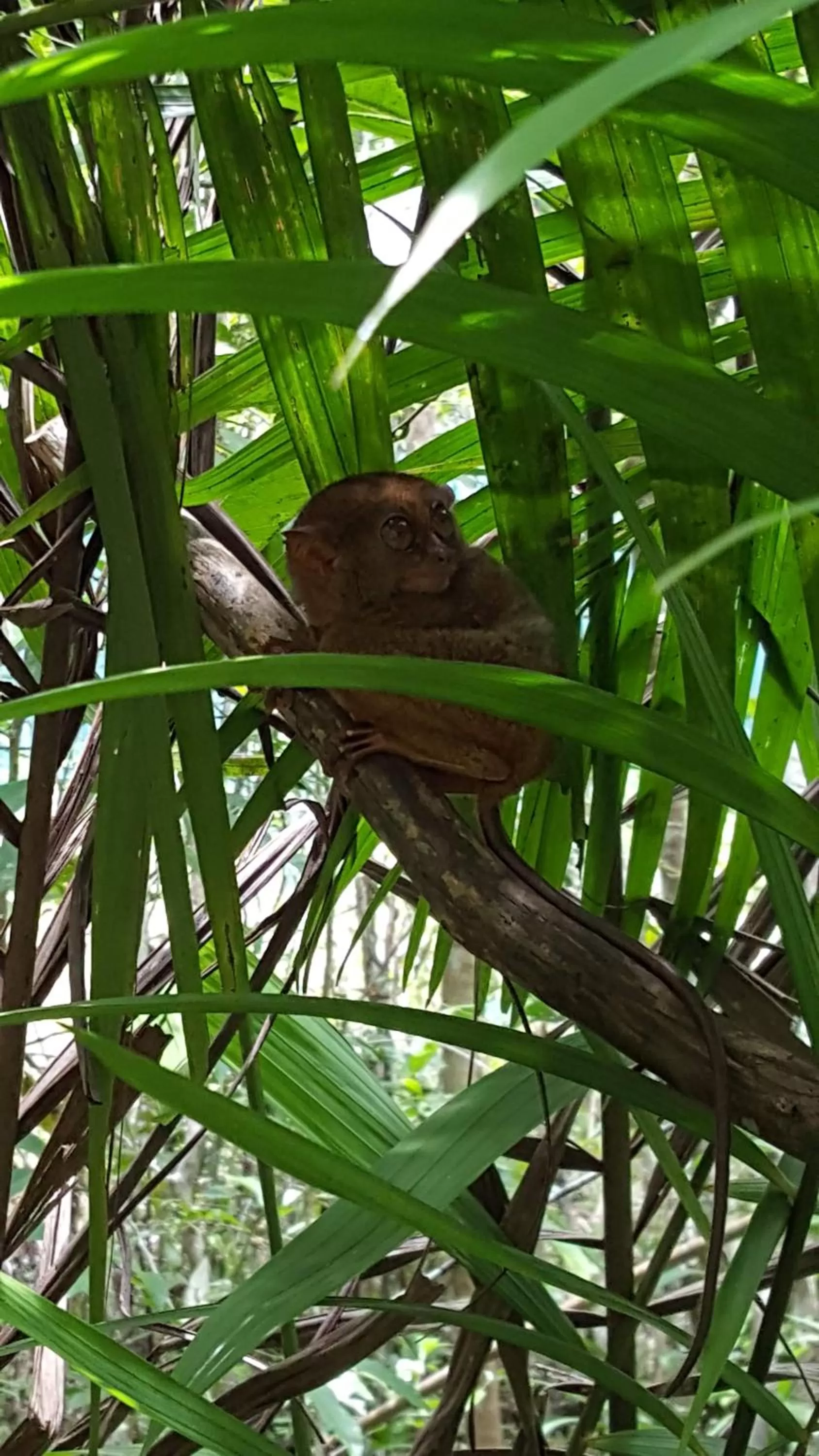 Animals in Citadel Alona Inn