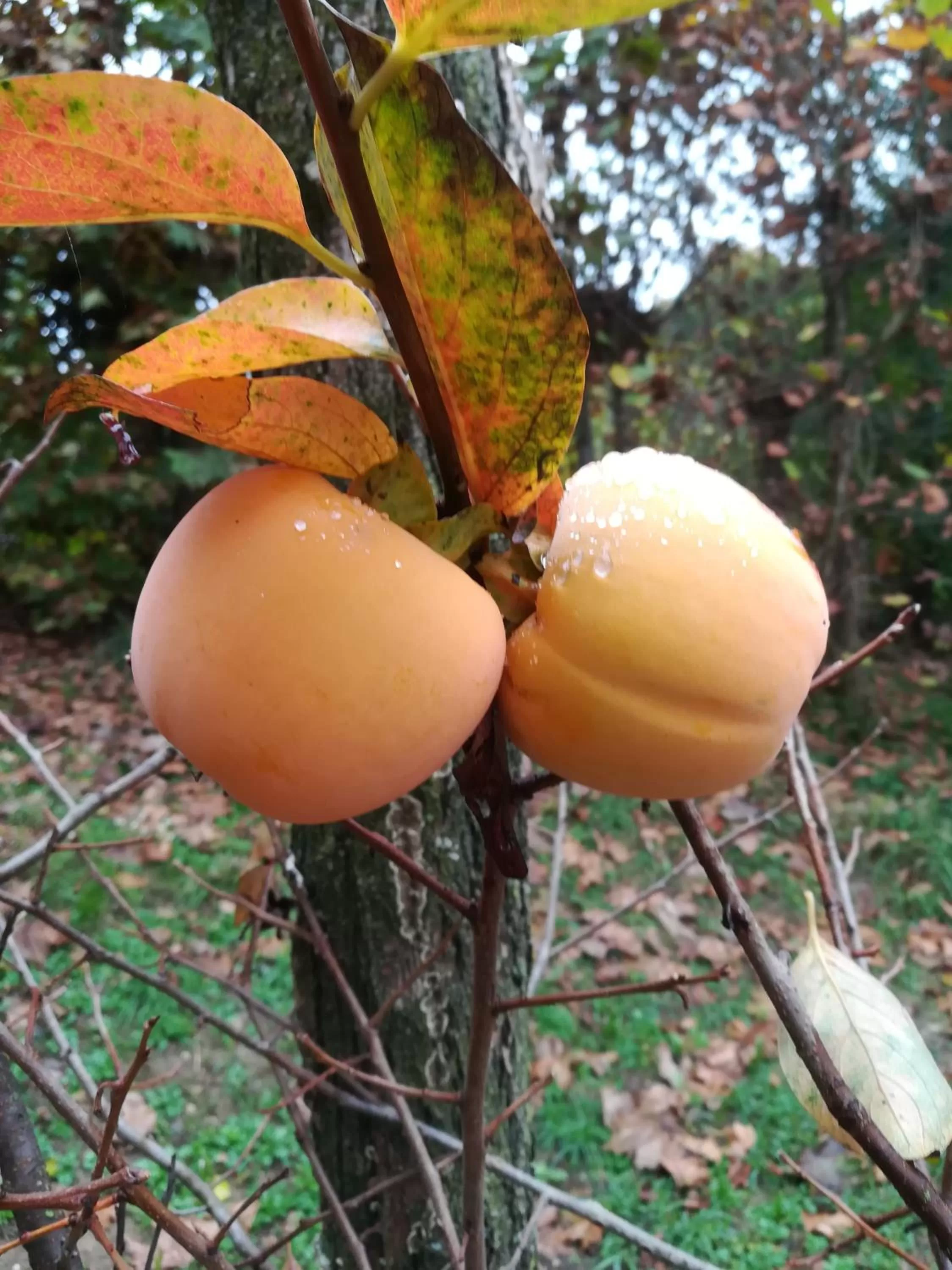 Garden in Il giuggiolo