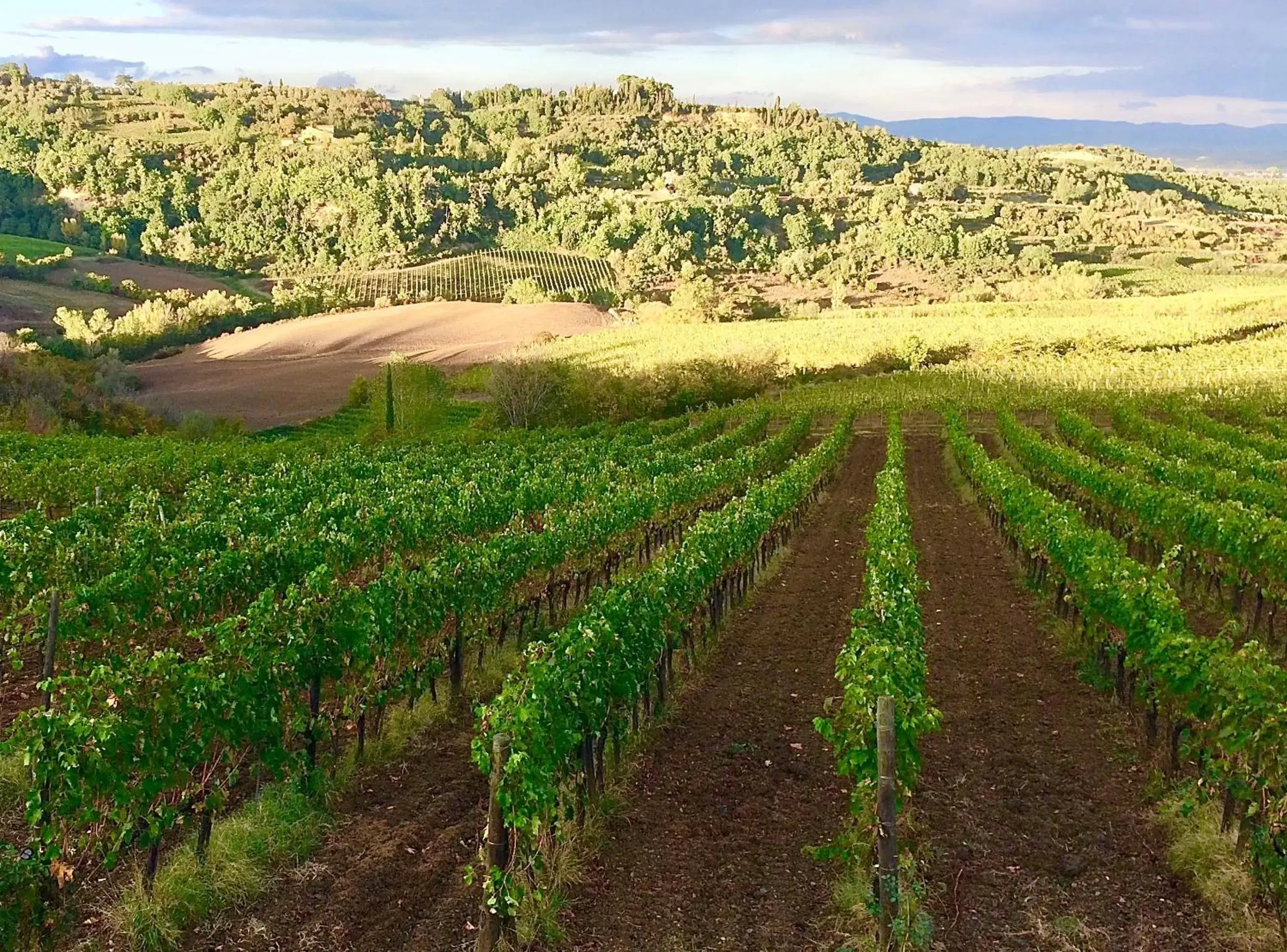 Natural Landscape in The Grapevine by MANVI