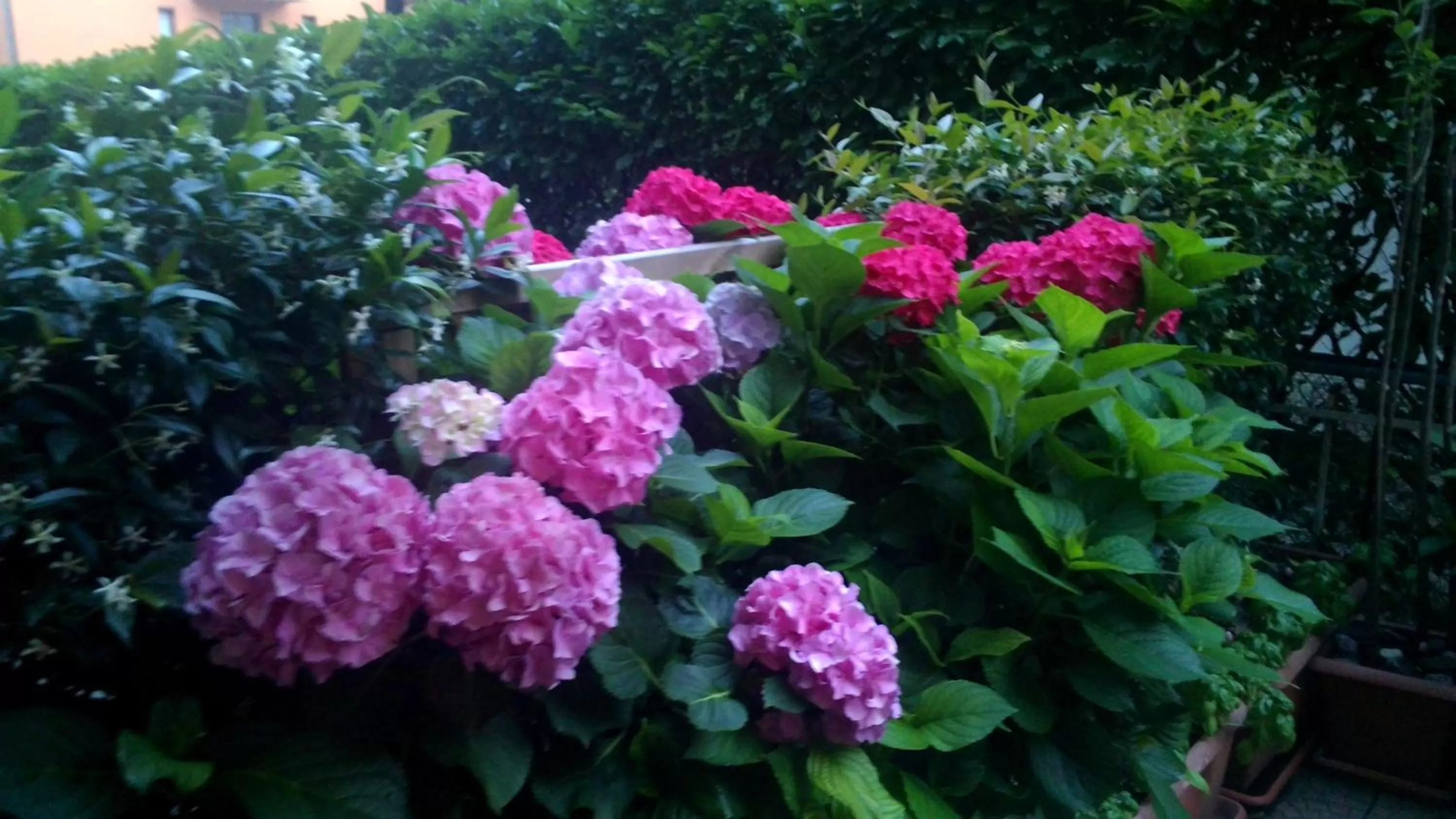 Garden in Smart House Rental Rooms FREE PARKING