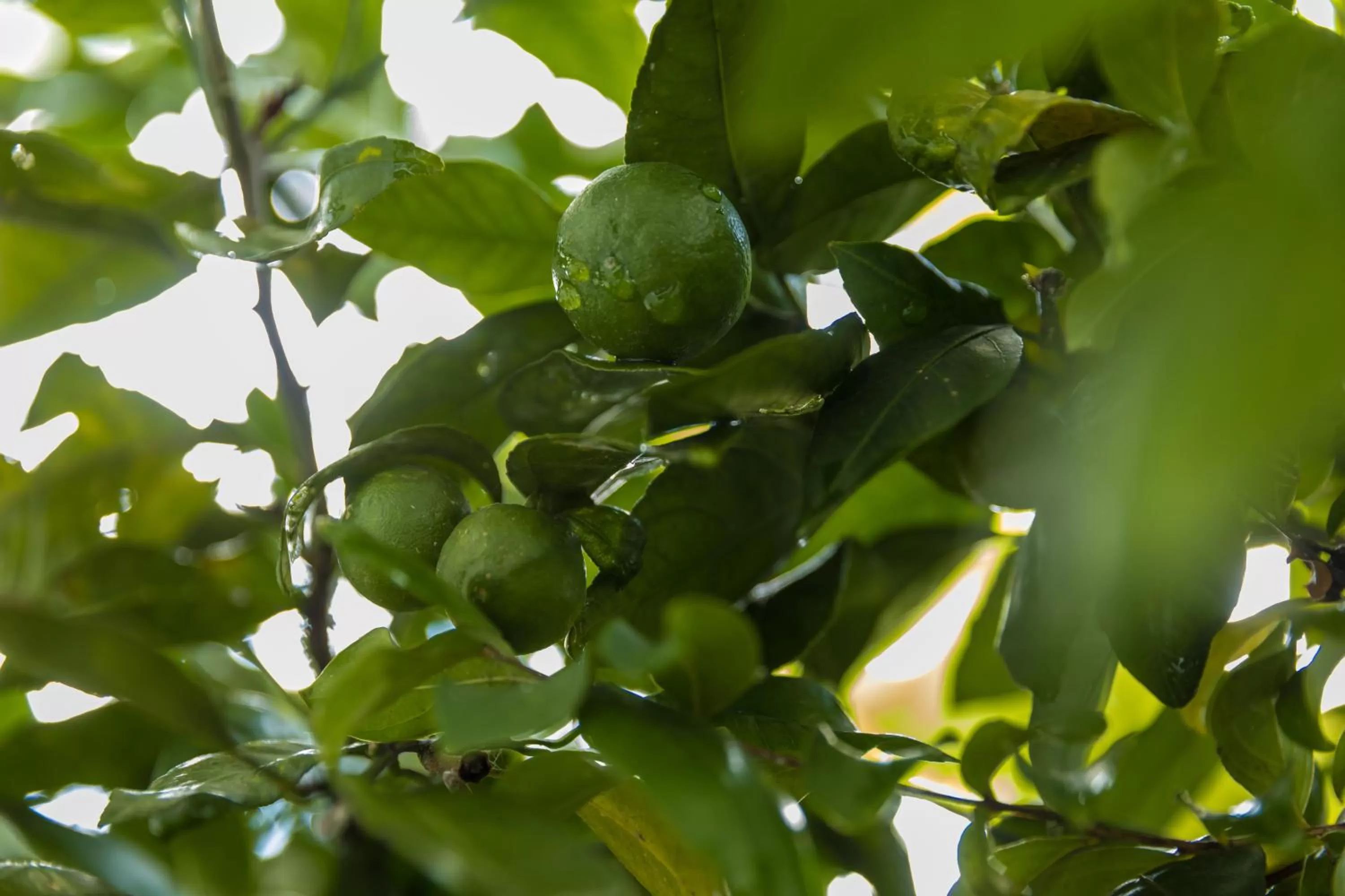 Food and drinks, Food in TJ GARDENS