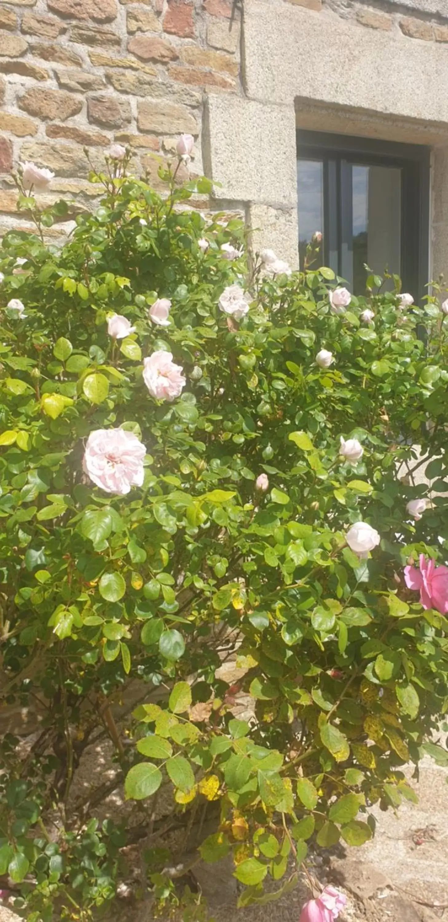 Garden in La Maison Keribin