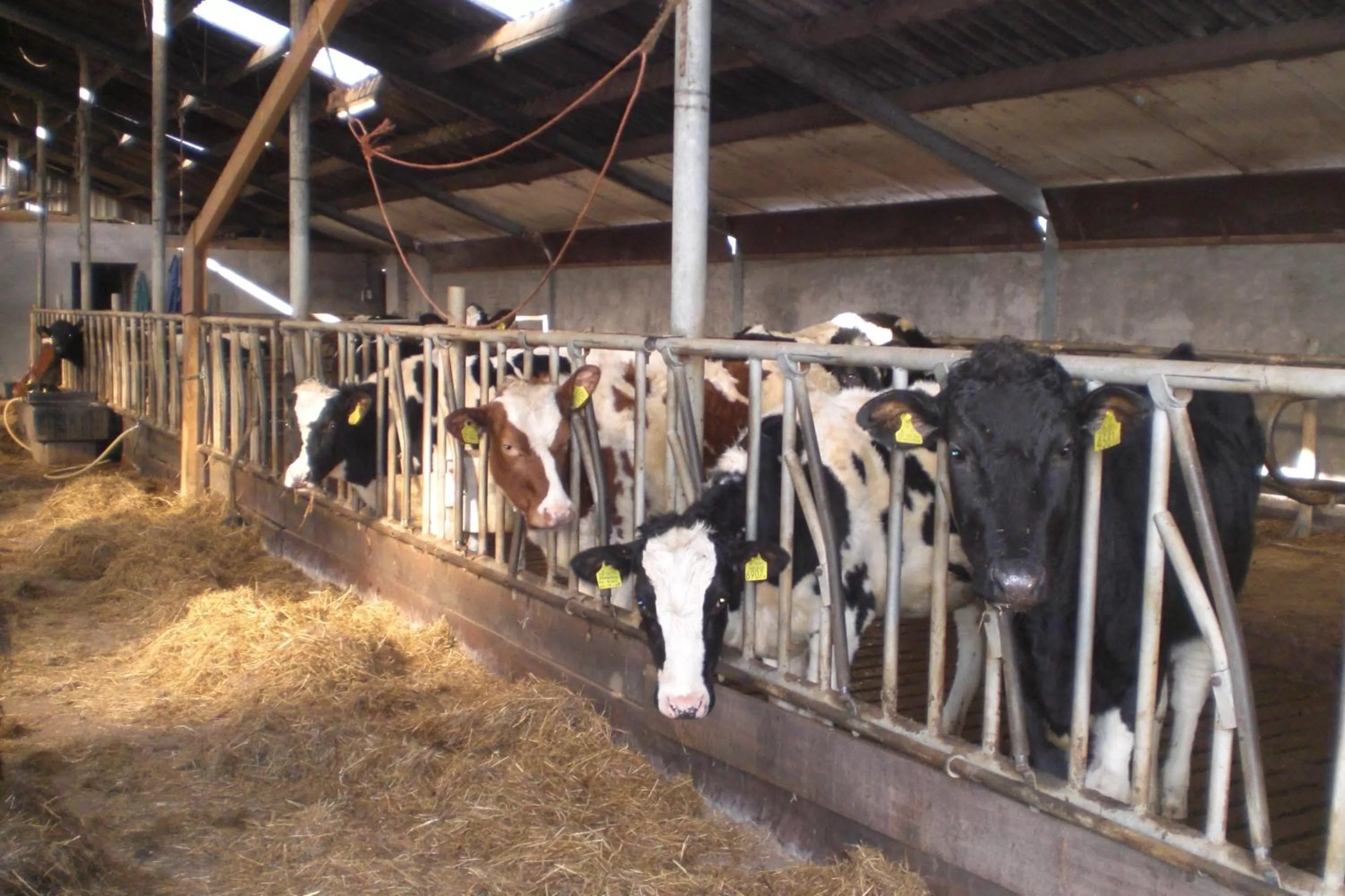 Animals, Other Animals in B&B de Rivierduin