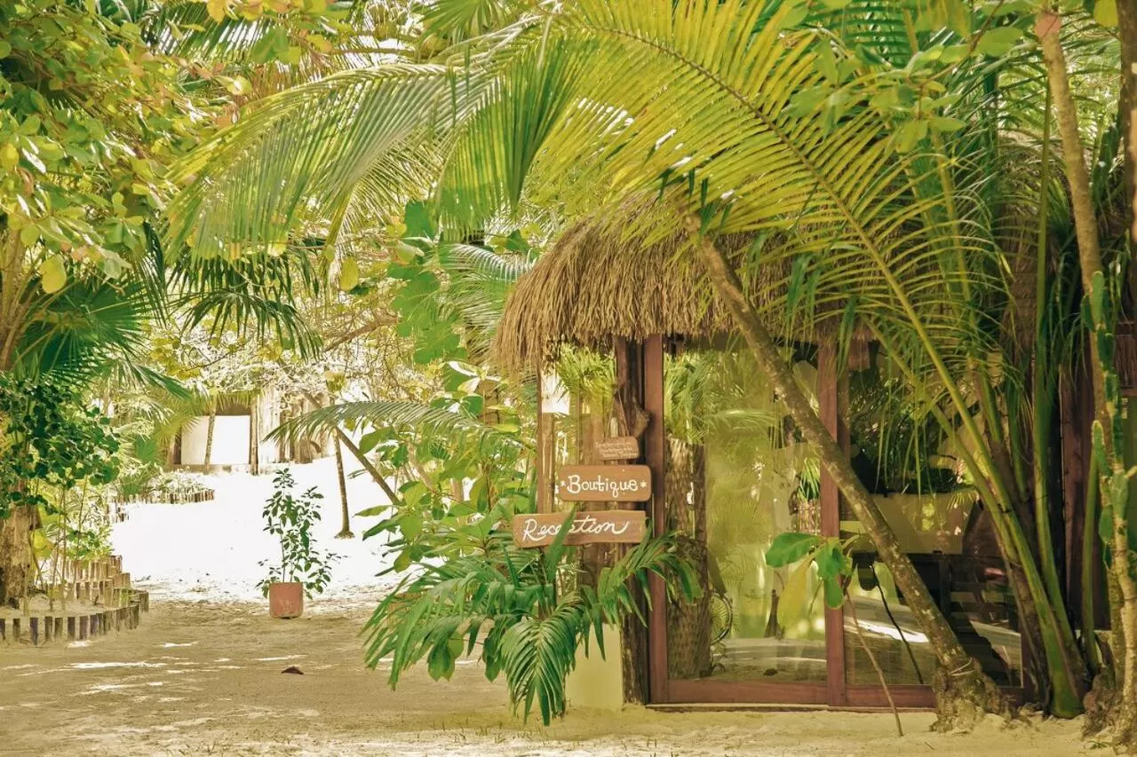 Restaurant/Places to Eat in Casa Violeta