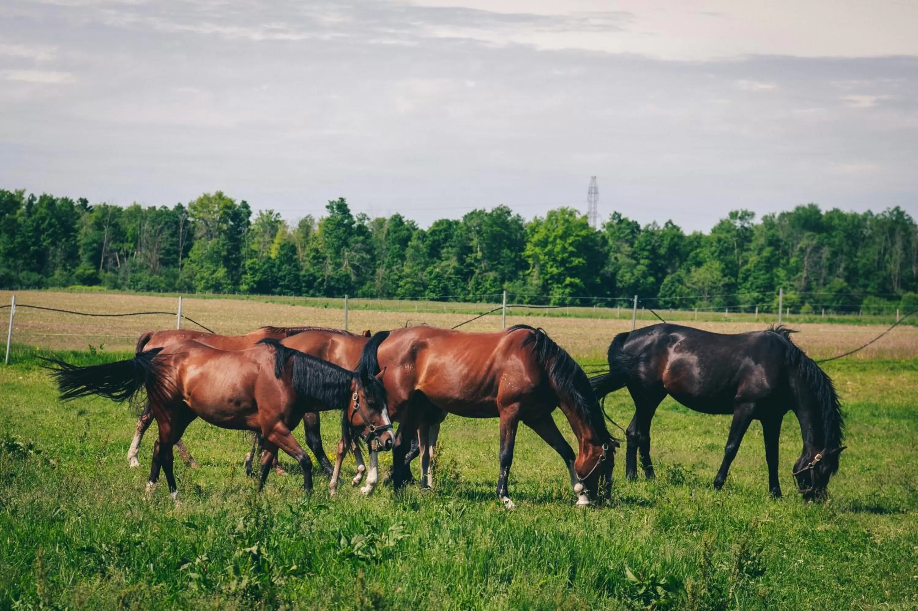 View (from property/room), Other Animals in Servus Stratford