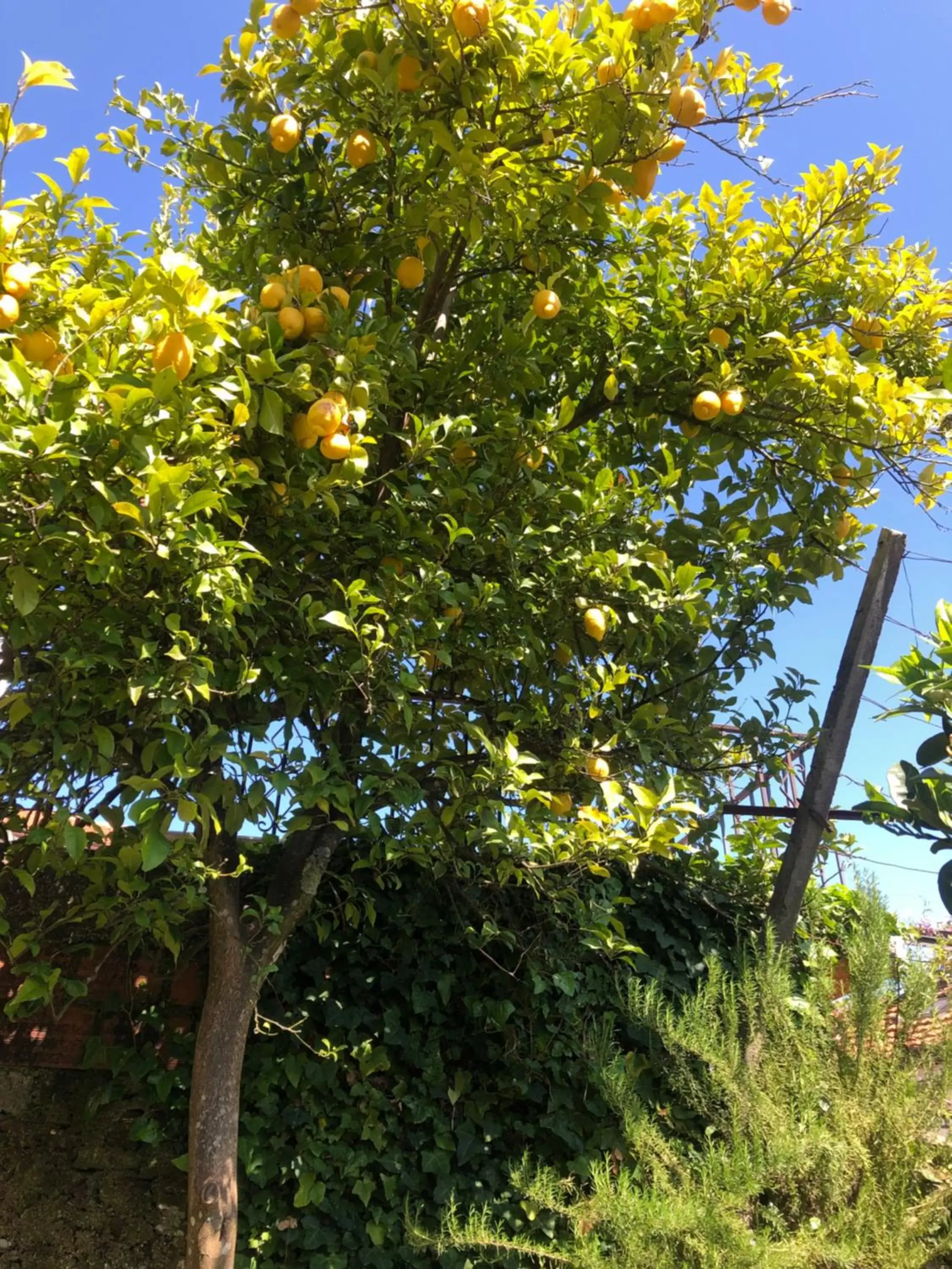 Garden in House Of The Three Marias