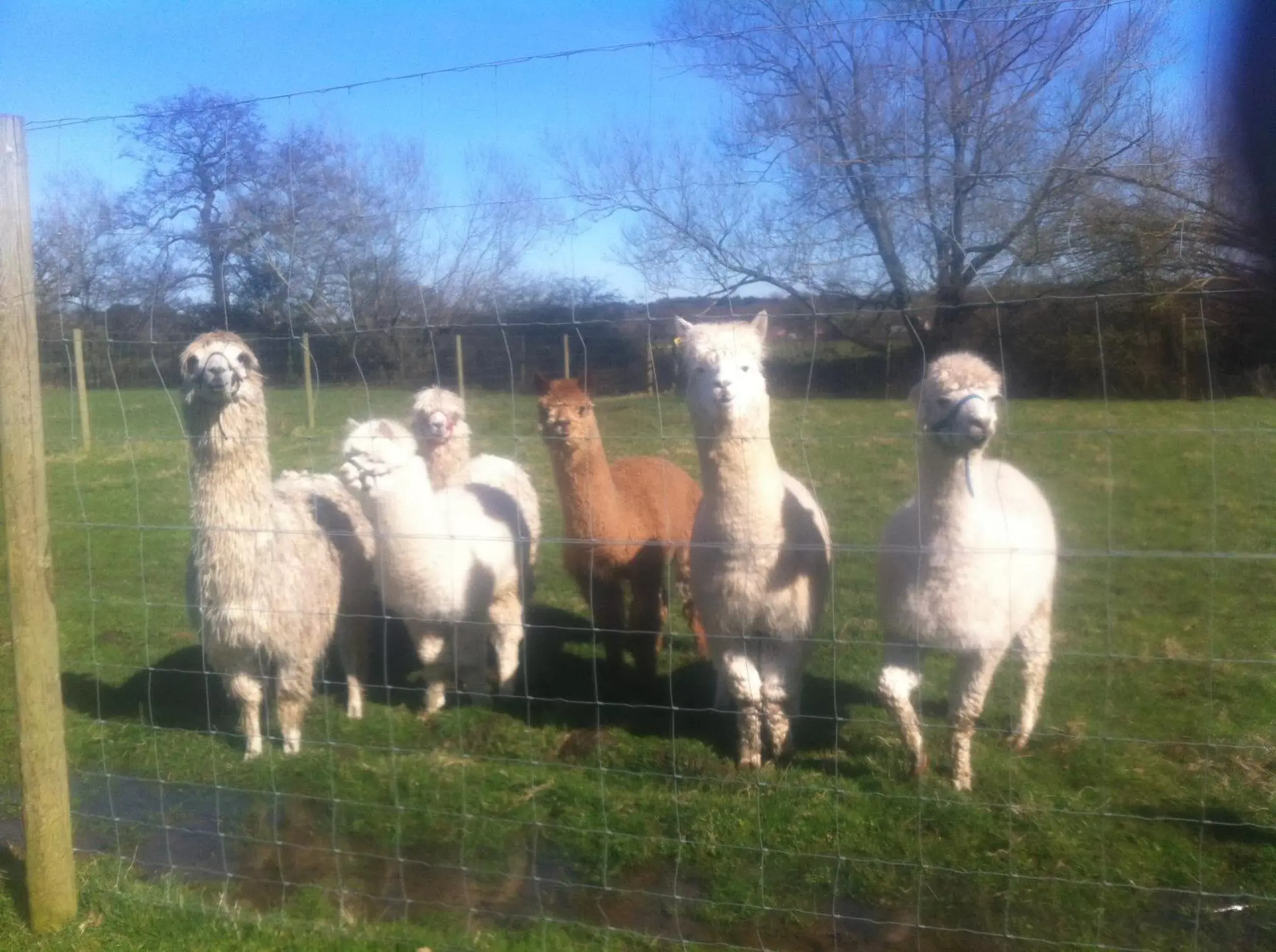 Pets in The Stables - Deer Park Farm