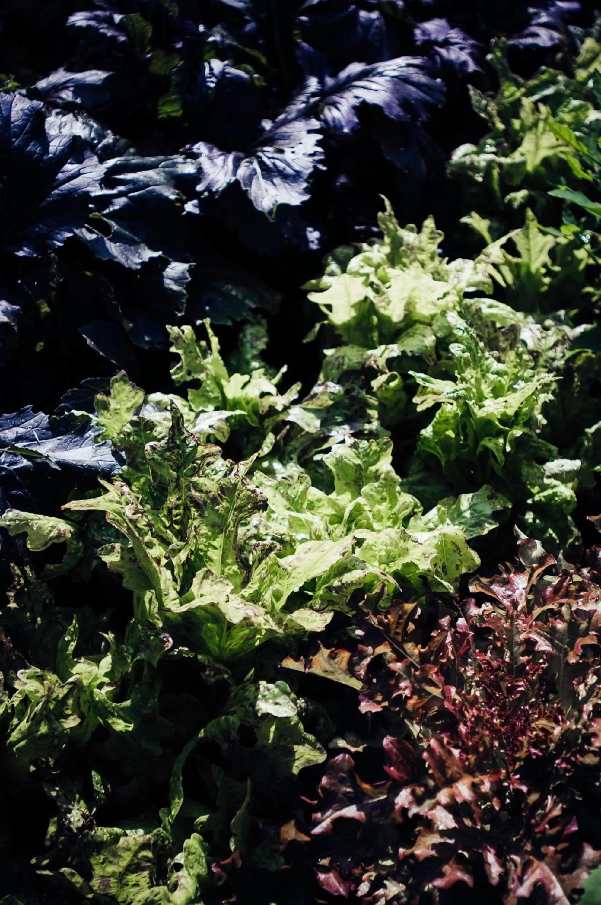 Garden in The Ollerod