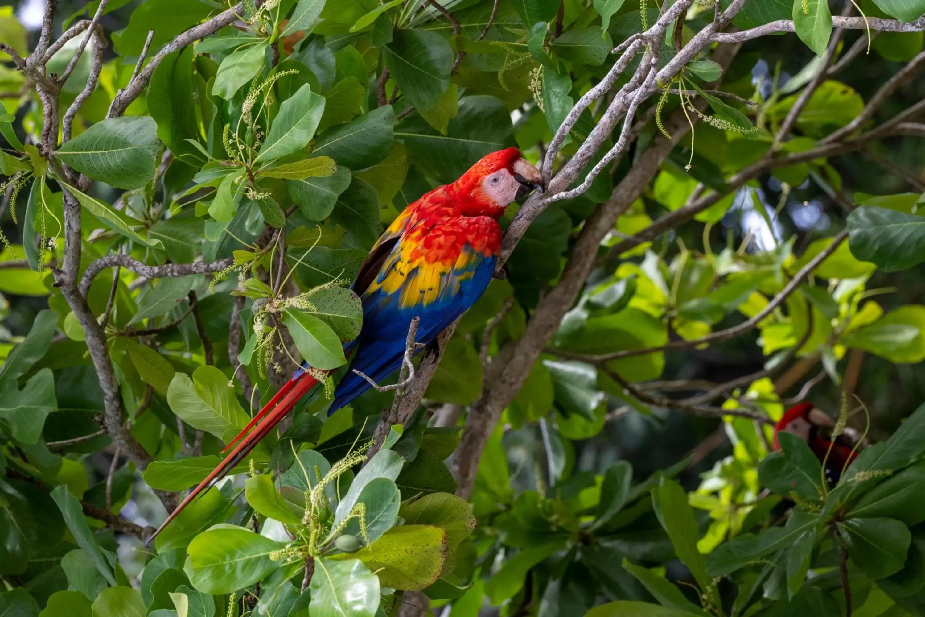 Natural landscape, Other Animals in Fuego del Sol Beachfront Hotel