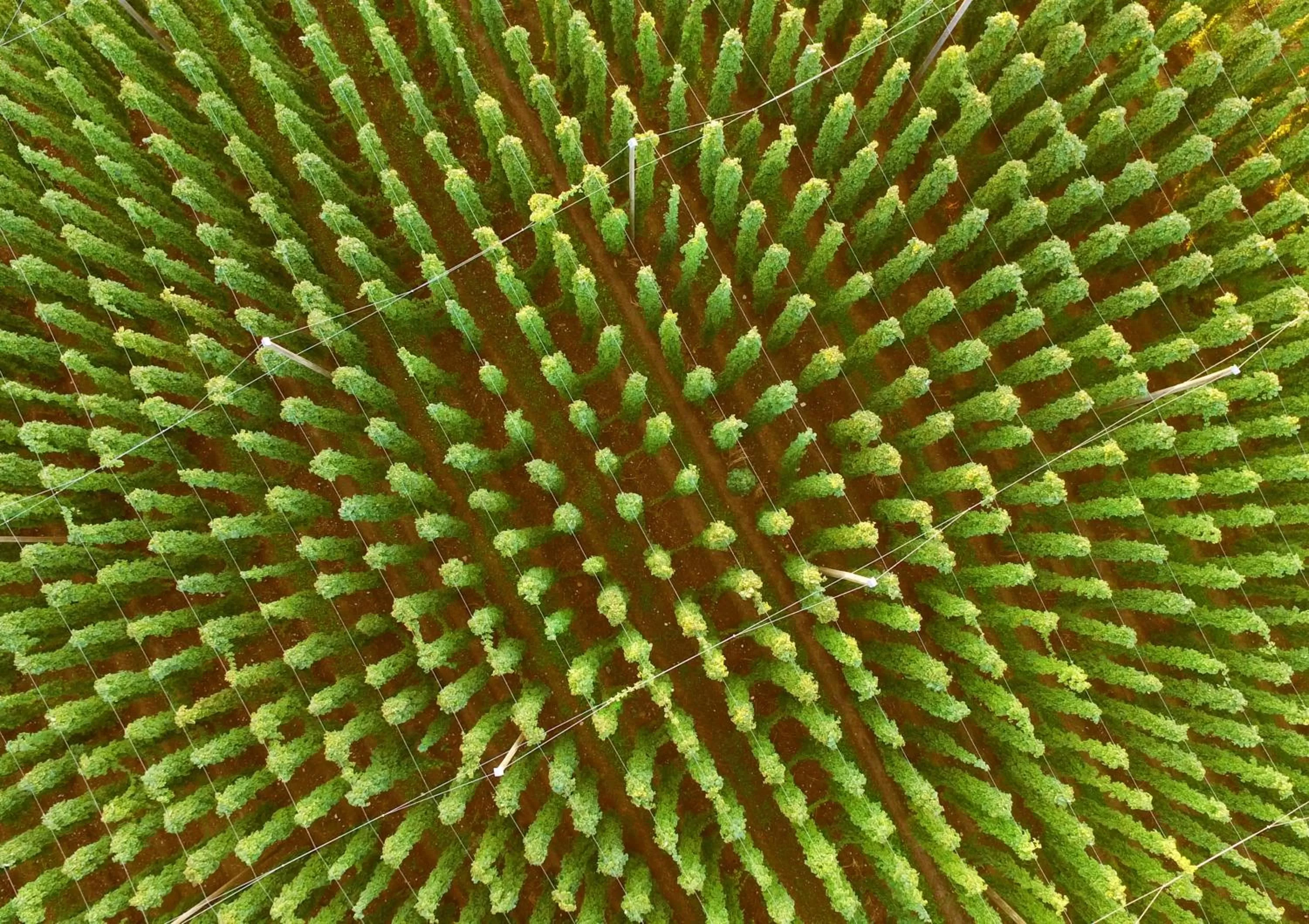 Natural landscape in Hotel Rad