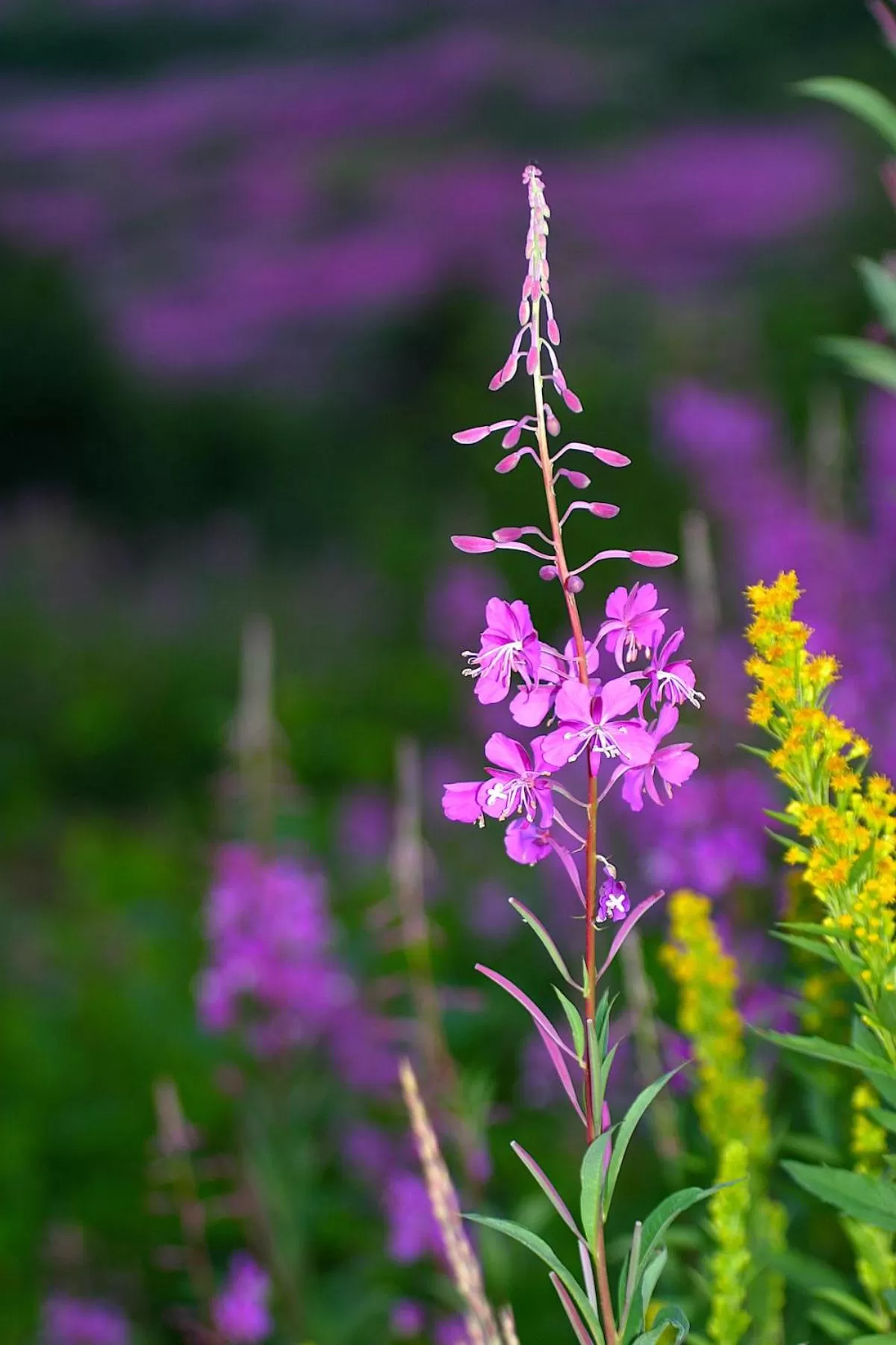 Natural landscape in Halcyon Heights B&B/Inn