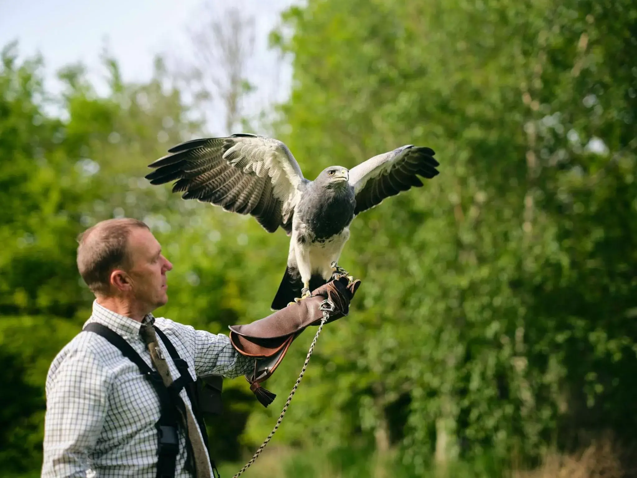 Activities, Other Animals in Lyrath Estate