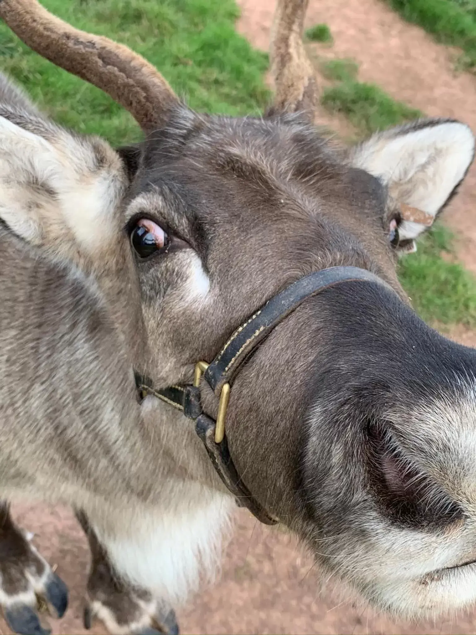 Other Animals in The Reindeer Retreat Daisy Double