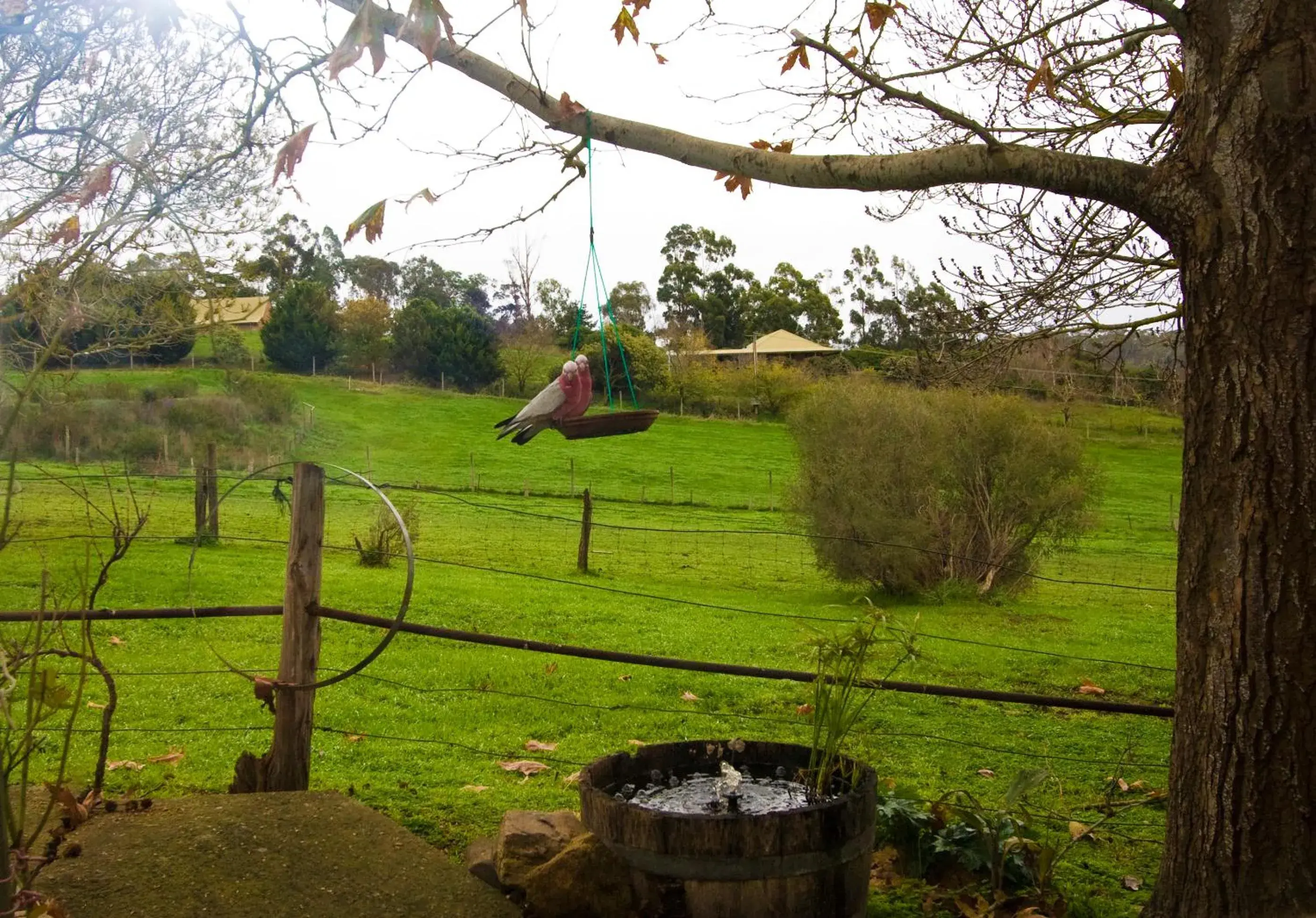 Animals in Amble at Hahndorf