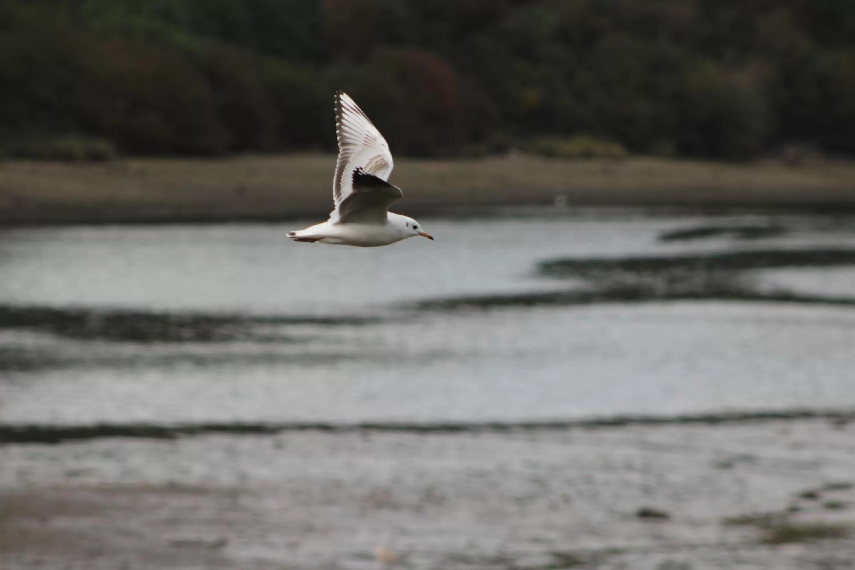 Other, Other Animals in Palafito 1326 Hotel Boutique Chiloé