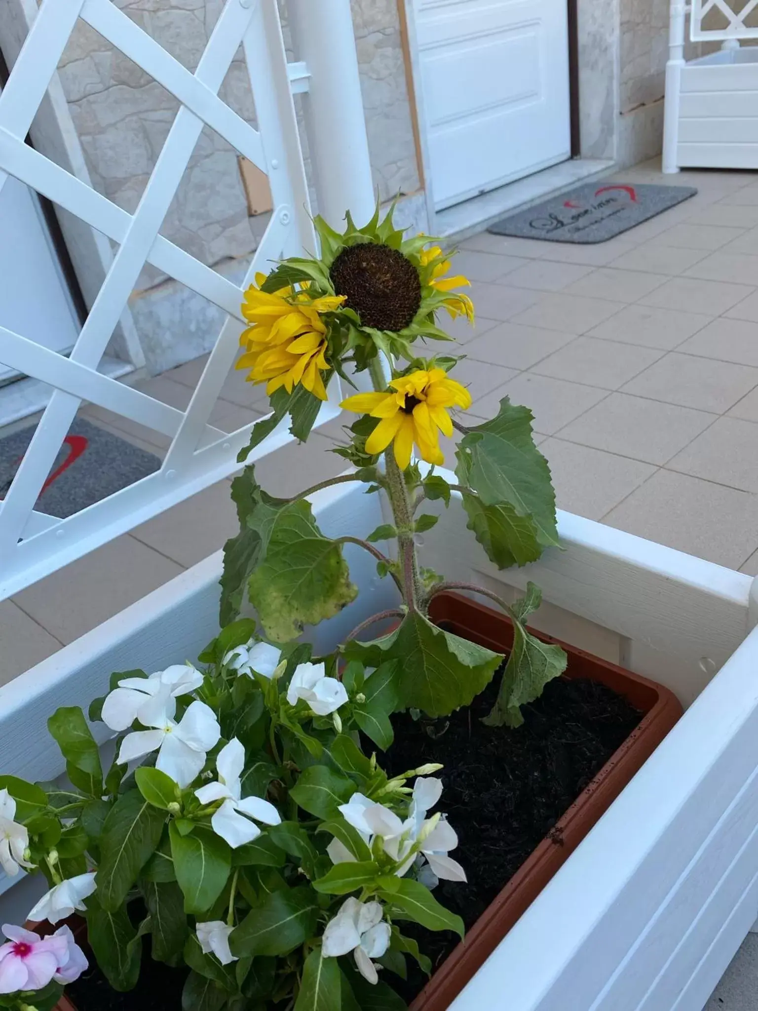 Balcony/Terrace in Love inn