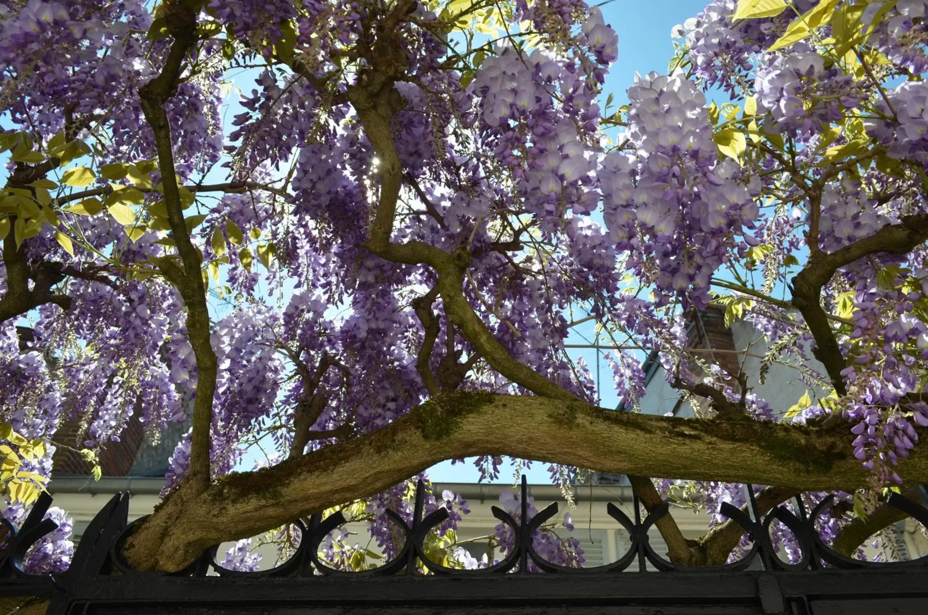 Facade/entrance, Other Animals in Wisteria