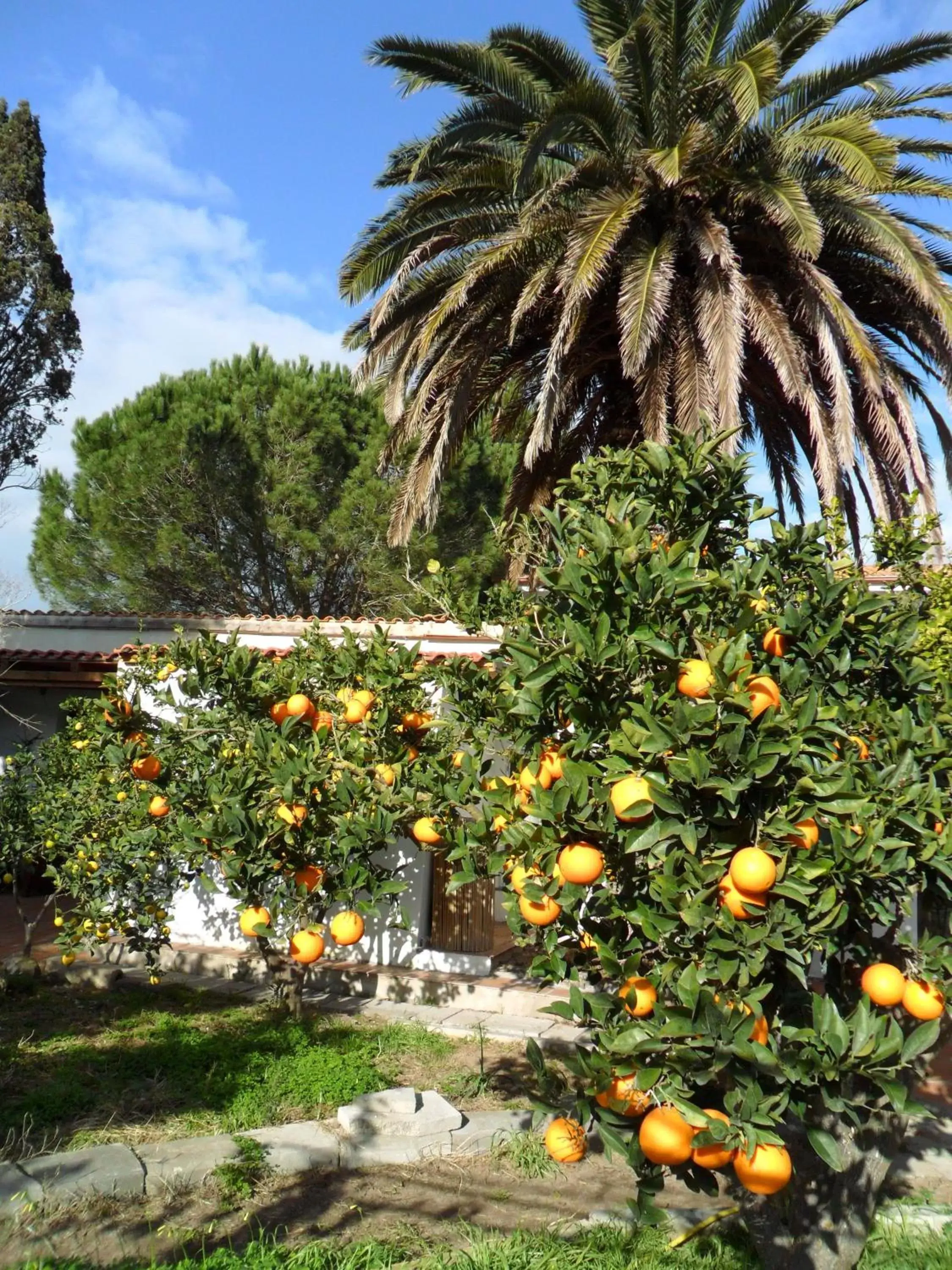 Garden in Il Giardino Di Emilio