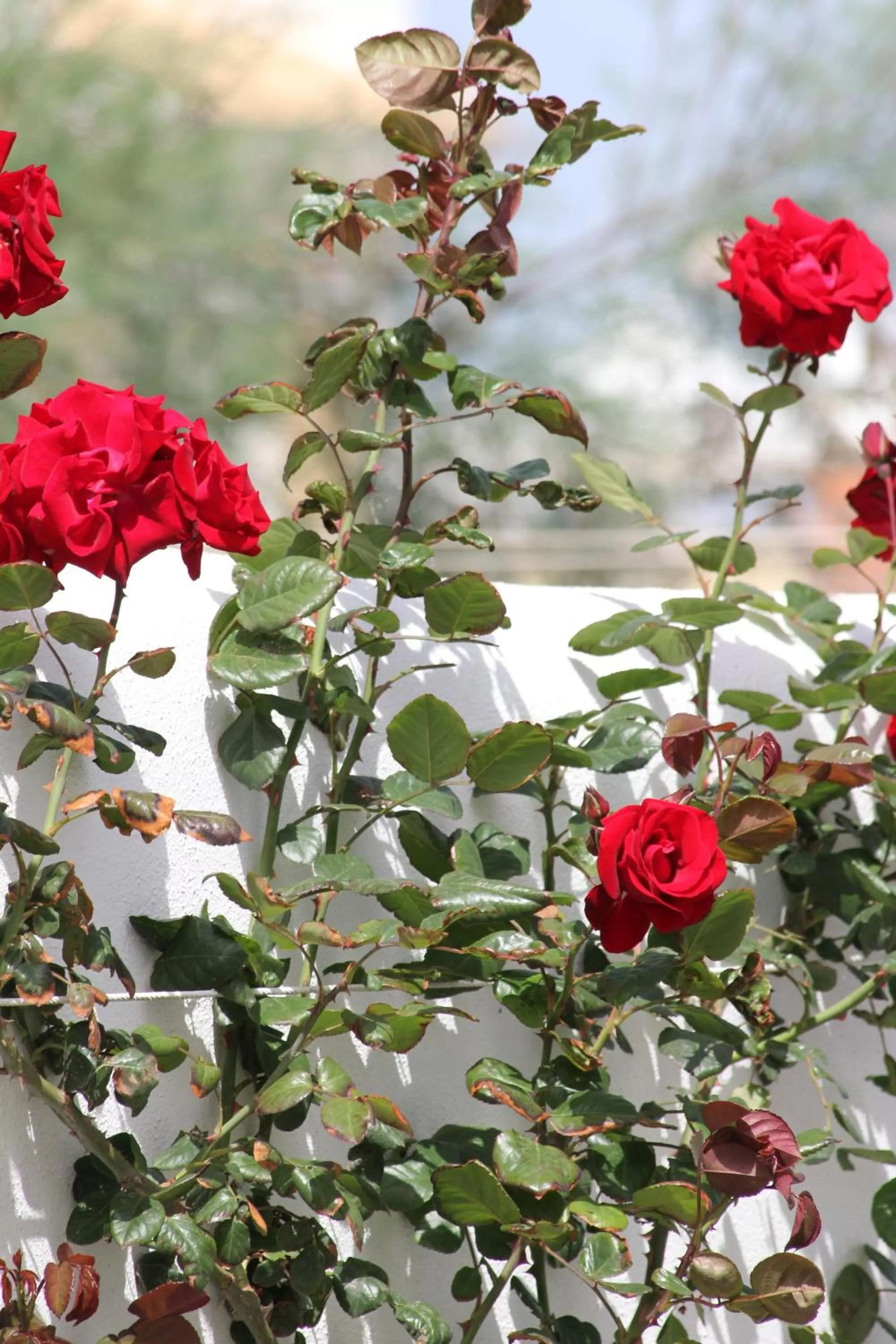 Garden in Hotel Intorno Al Fico