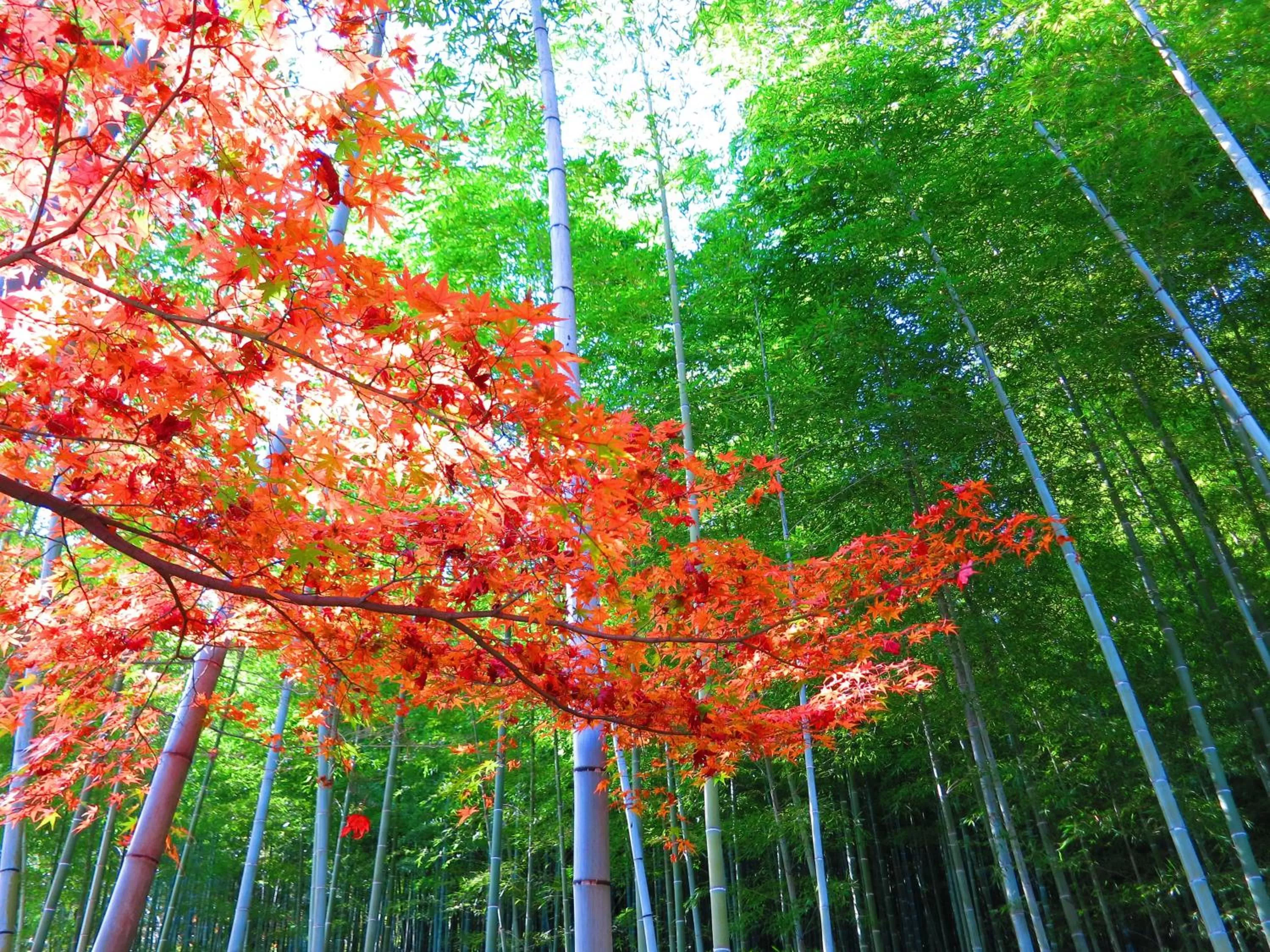 Nearby landmark in Hotel Wing International Kyoto - Shijo Karasuma