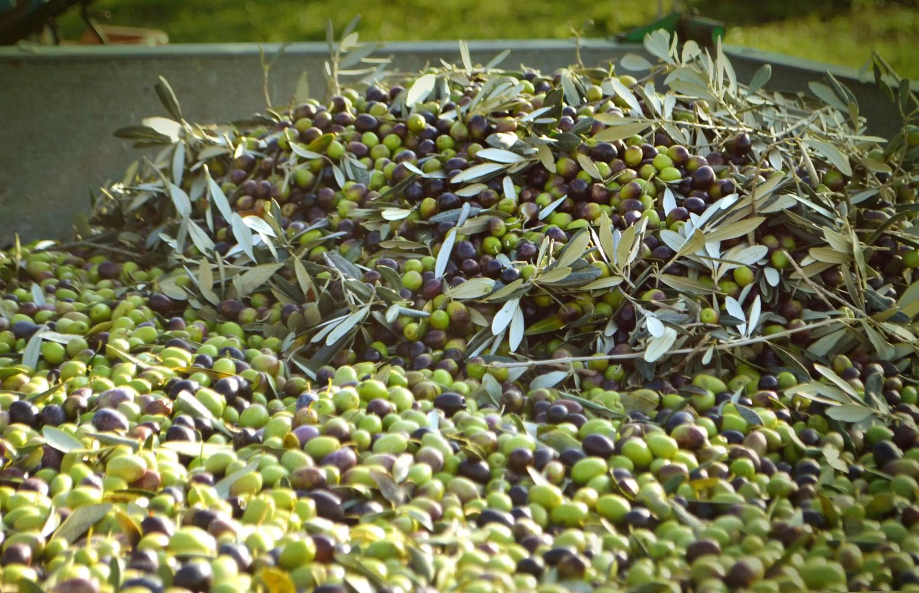 Food in Armonie di Villa Incontri B&B