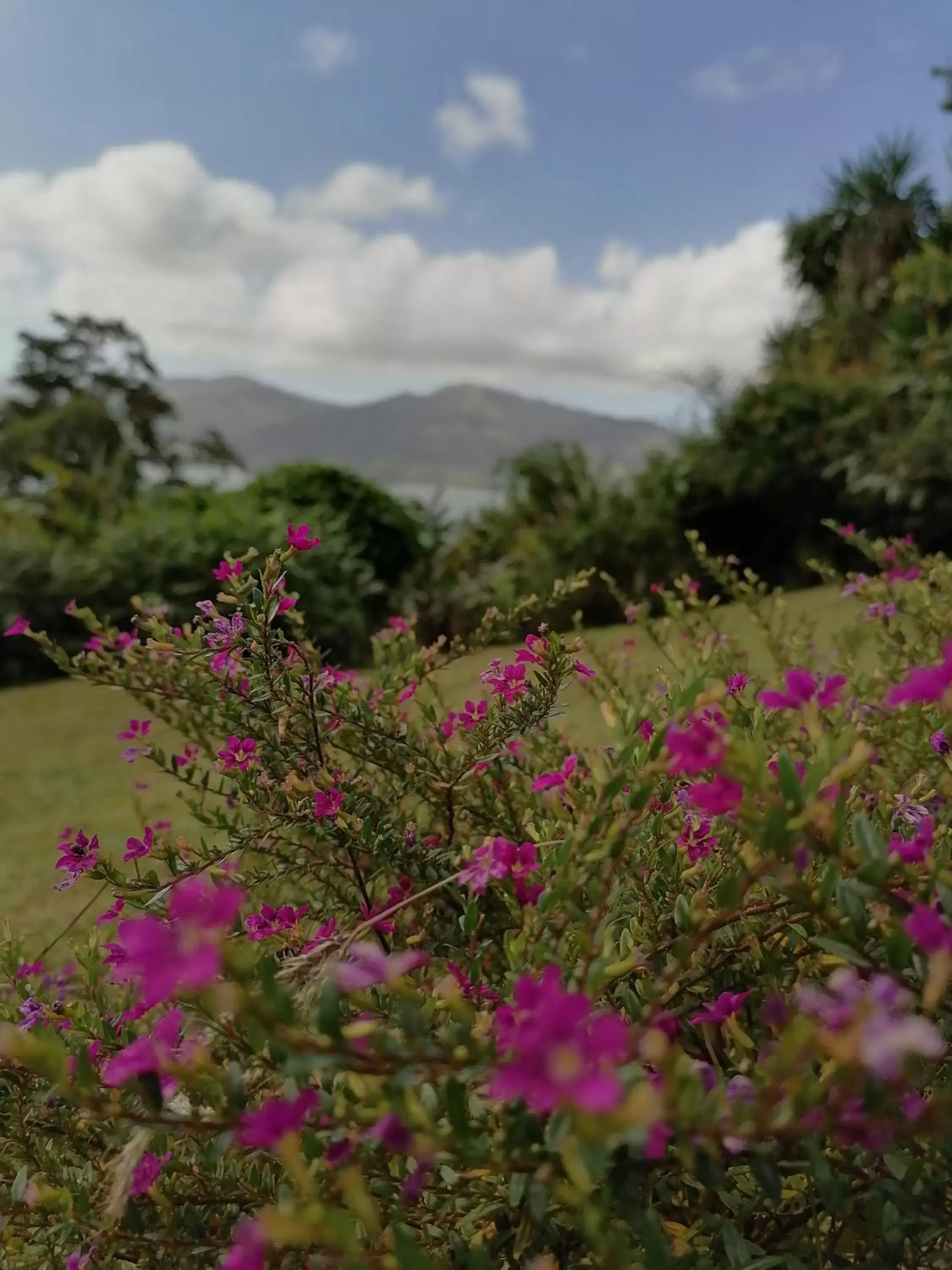 Natural landscape in La Ceiba Tree Lodge