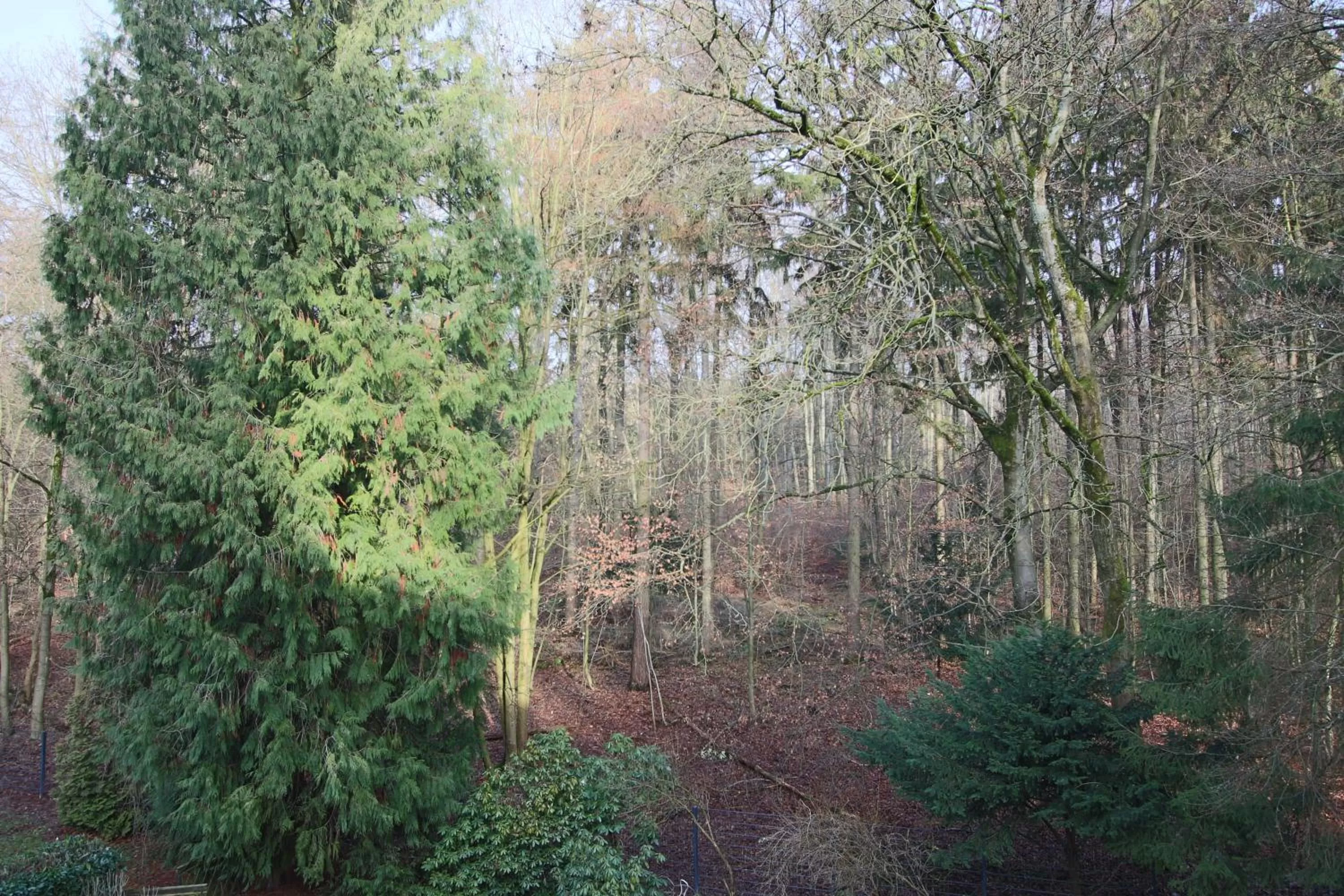 View (from property/room) in Hardtwald Hotel