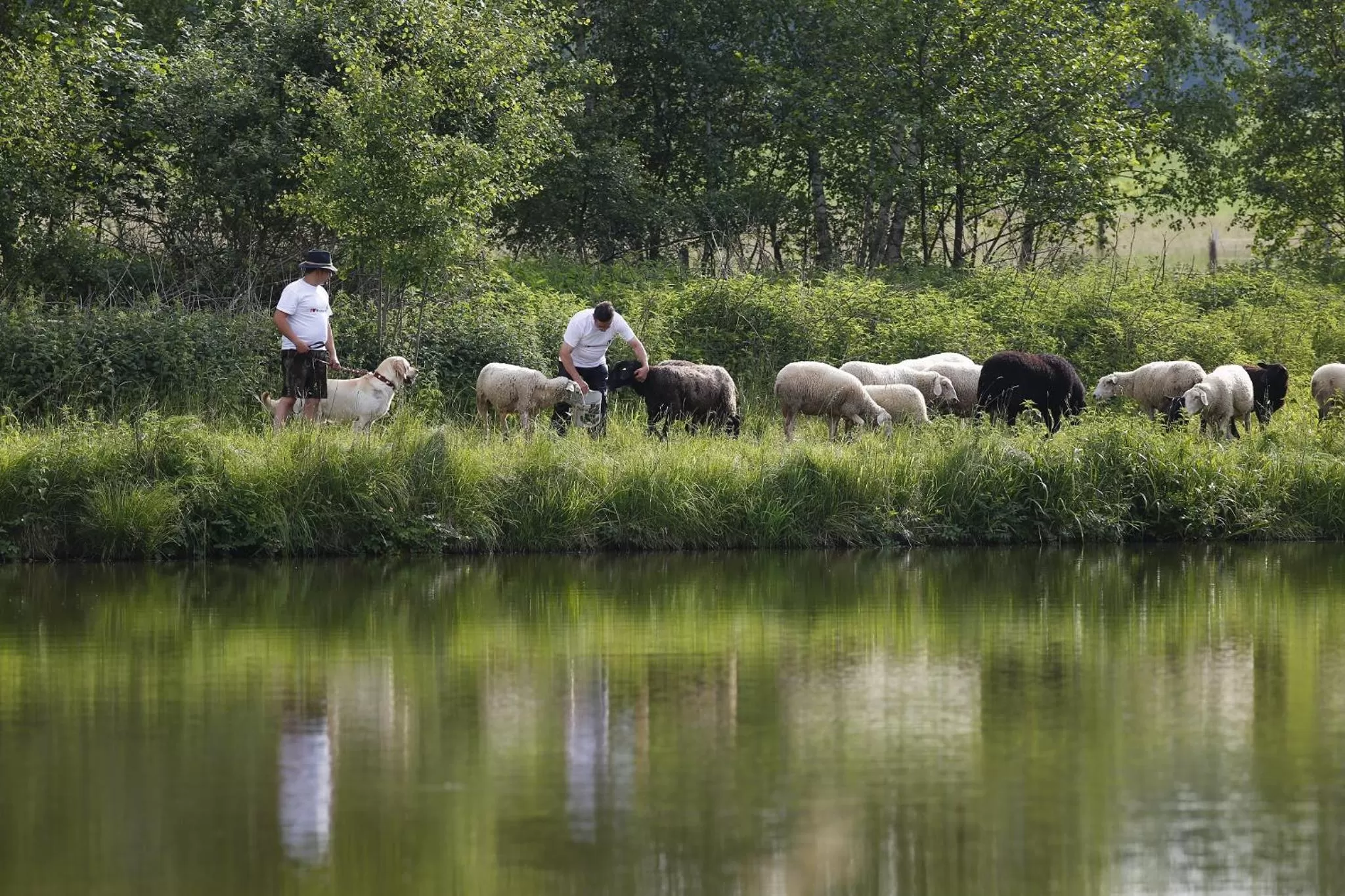 Animals in Gasthof Zur Burg