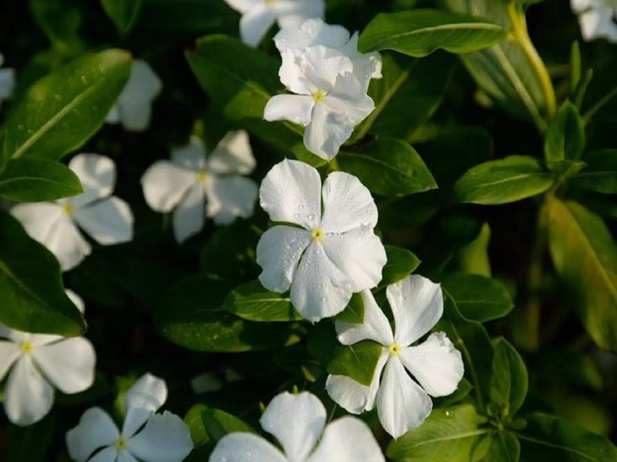Spring in Ruins Chaaya Hotel