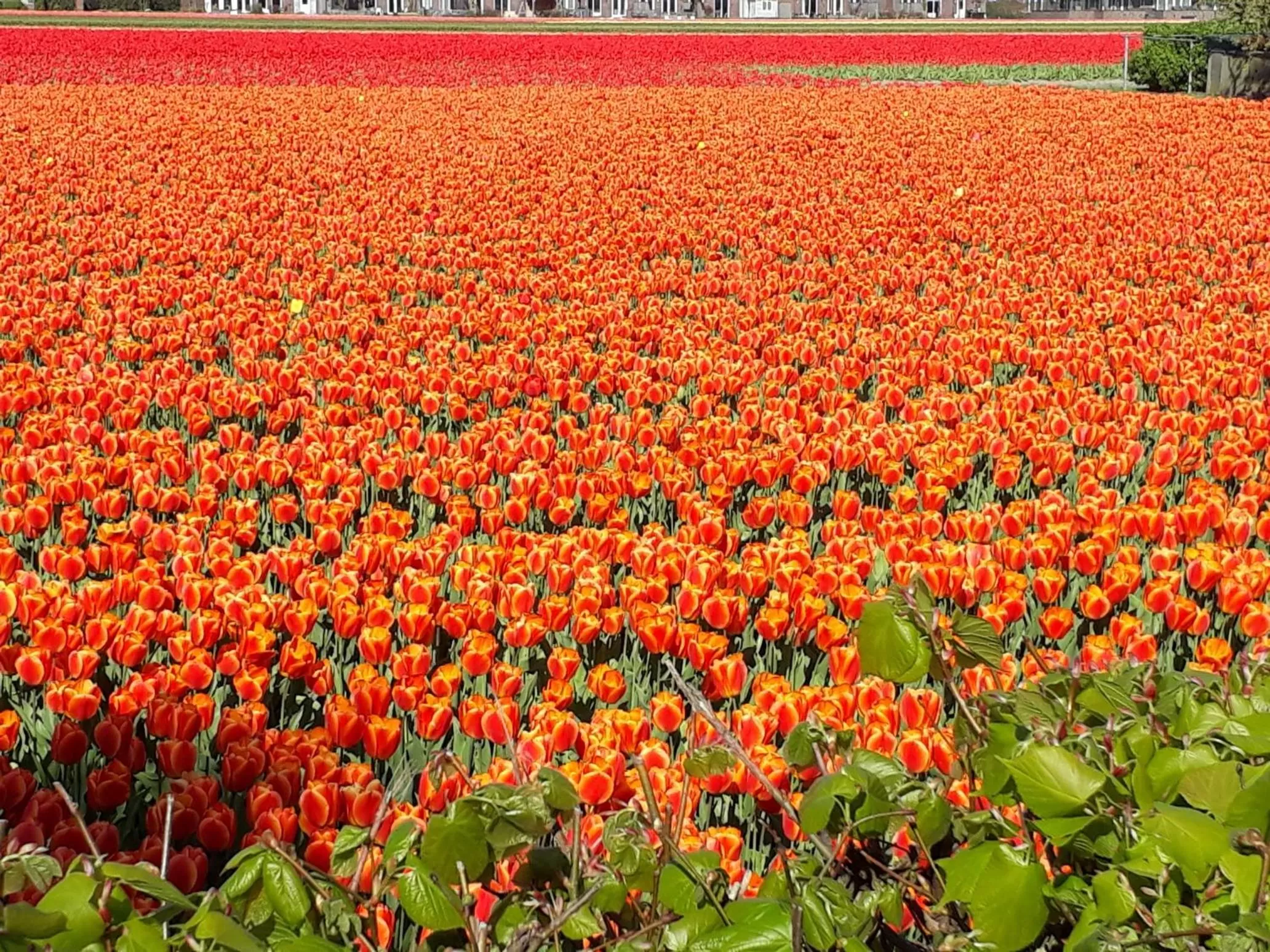 Natural landscape in Hotel Restaurant de Engel