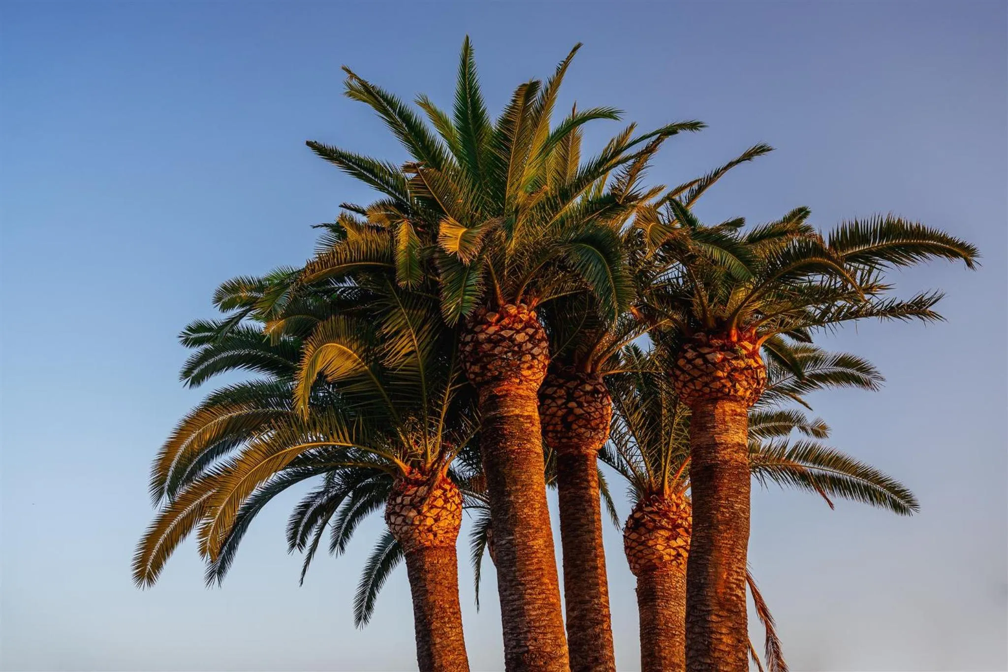 Natural landscape in Hotel Simbad Ibiza