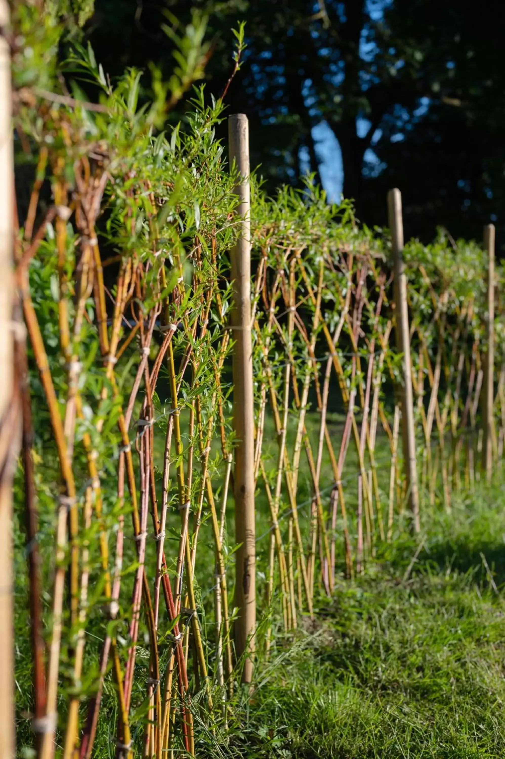 Garden in les Myrrhophores et Spa, Chambres d'Hôtes et Gîtes de charme