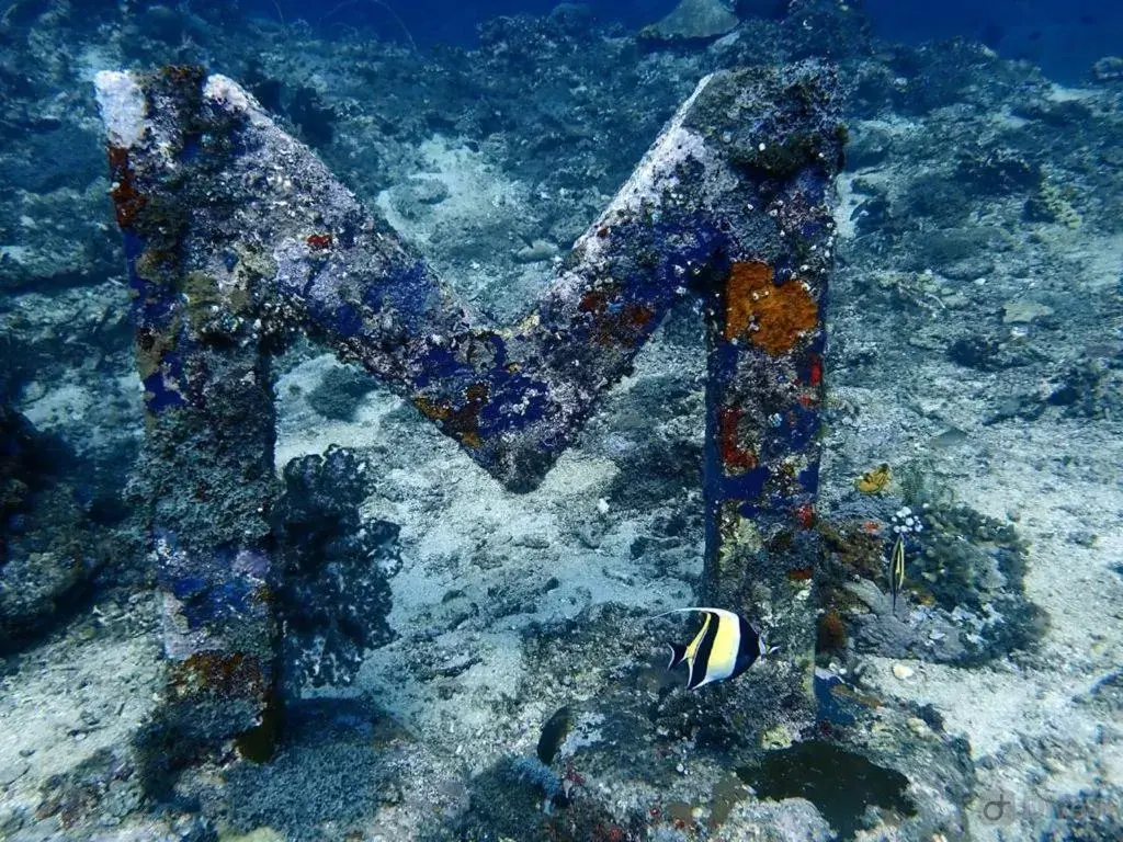 Other Animals in Oceans 5 Dive Resort