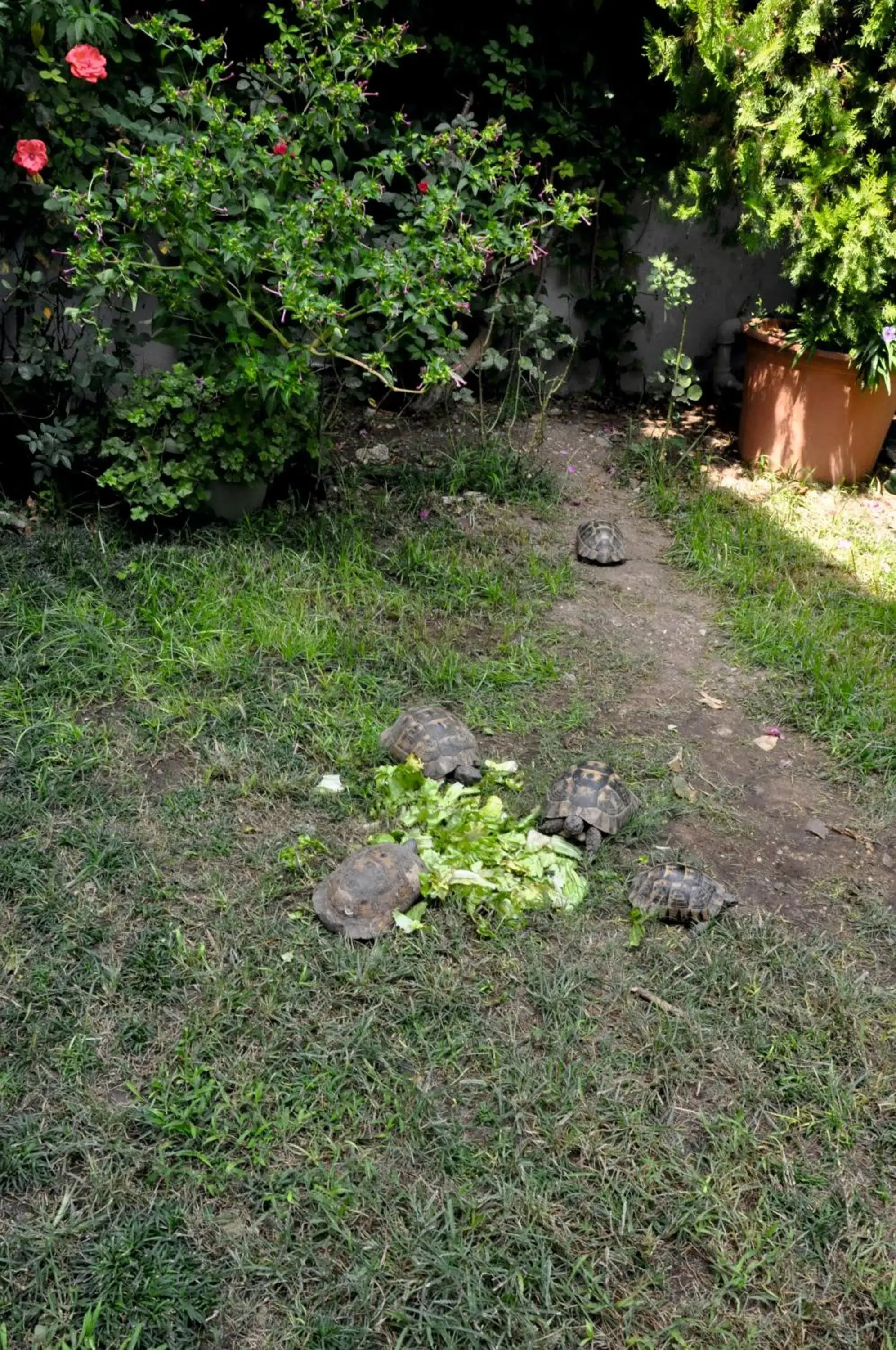 Garden in Grand Viking Hotel