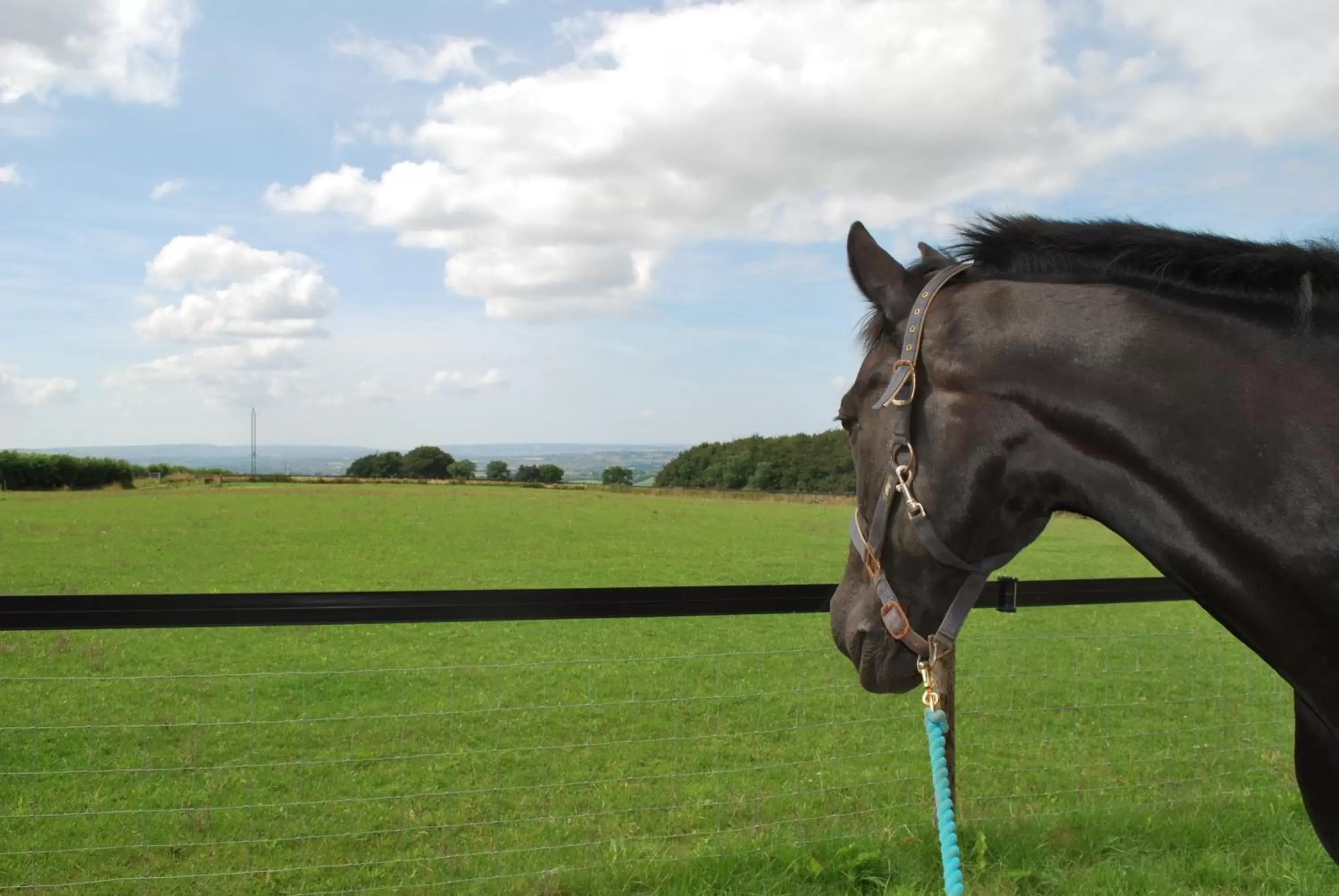 Day, Other Animals in Toghill House Farm