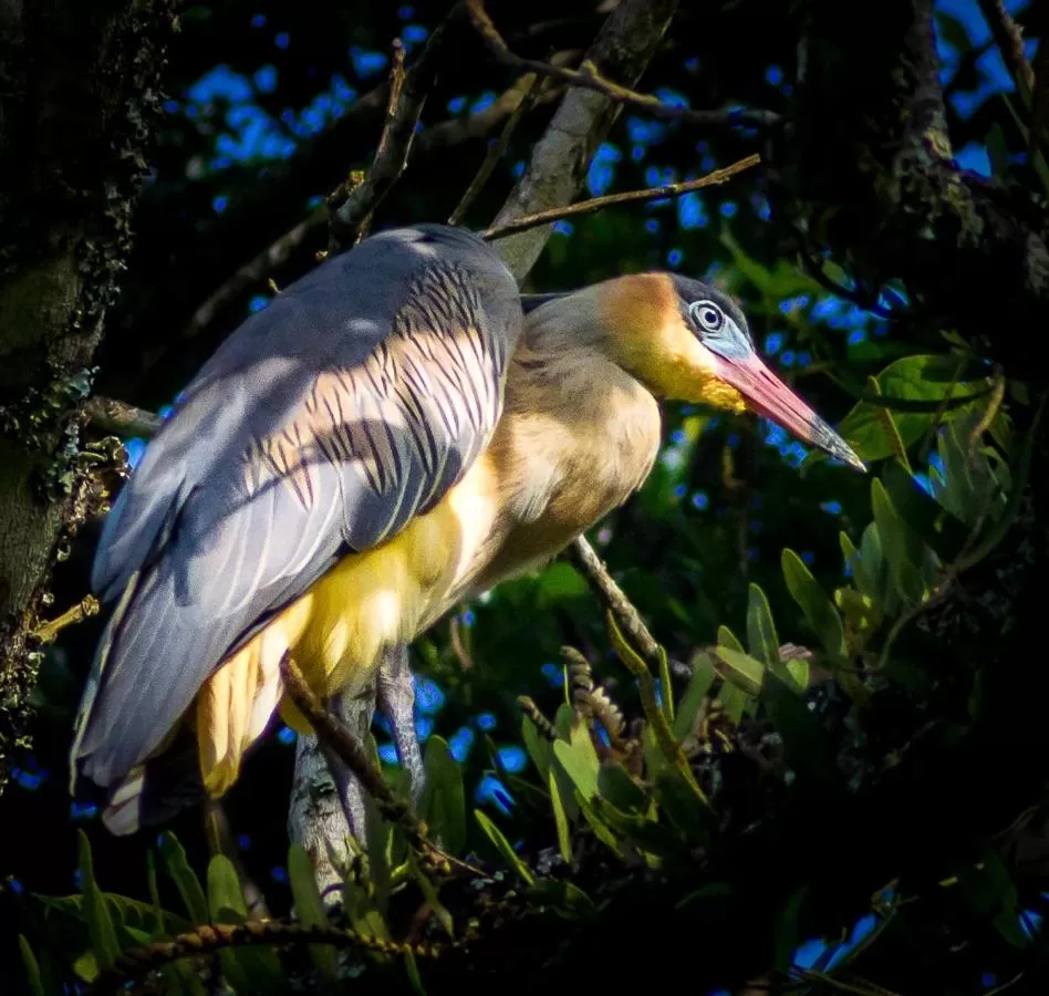 Animals in Pousada Vila Santa Barbara