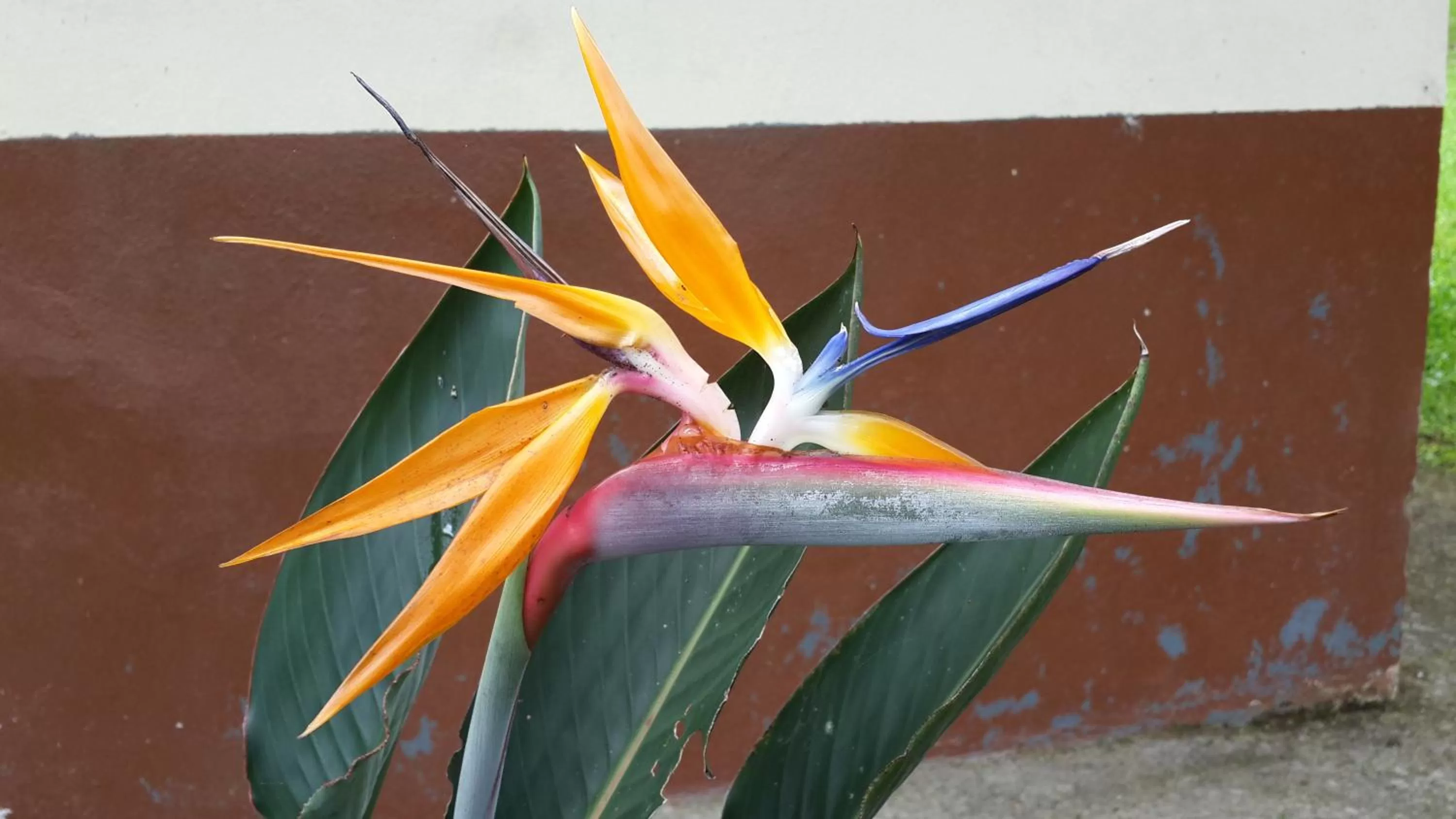 Cabañas Green House